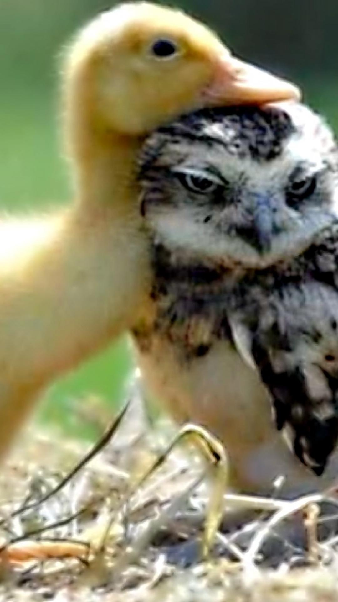 Cute Baby Owl Wallpaper Cute Baby Owl Wallpaper, Incredible - Cute Baby Owl , HD Wallpaper & Backgrounds