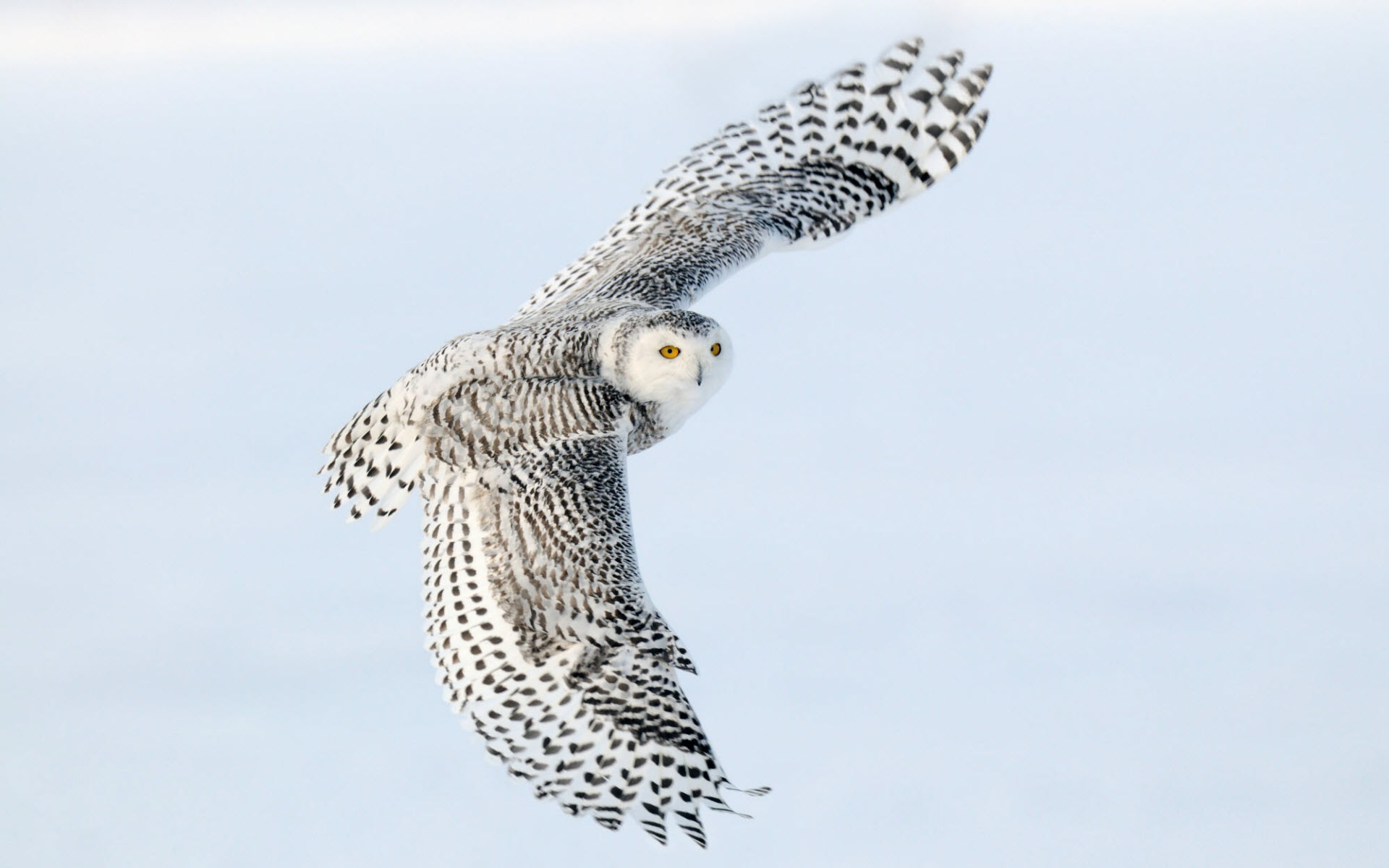 Snowy Owl Wallpaper - Flying Female Snowy Owl , HD Wallpaper & Backgrounds