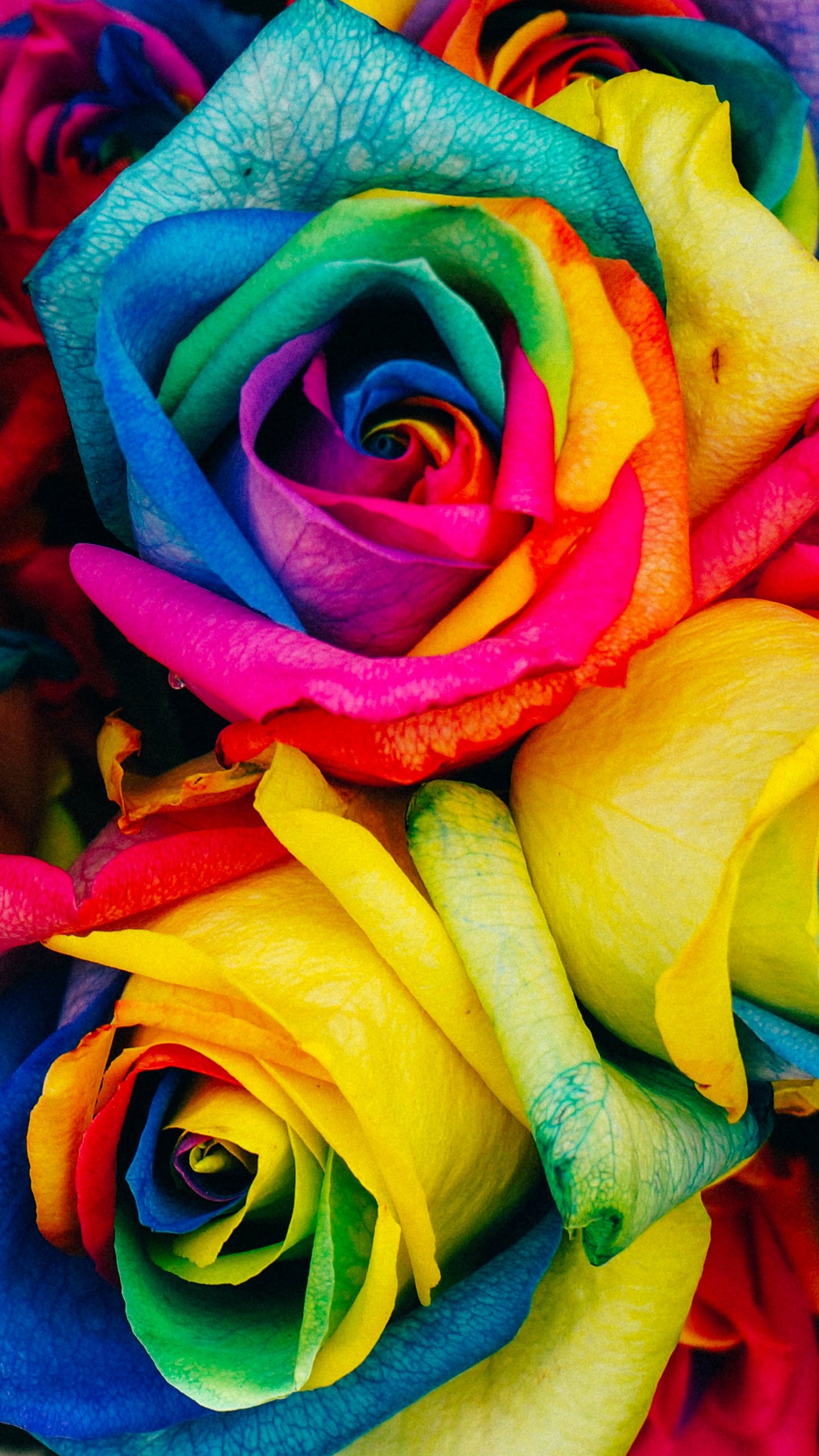 Rainbow Roses - Rainbow Rose Wallpaper Iphone , HD Wallpaper & Backgrounds