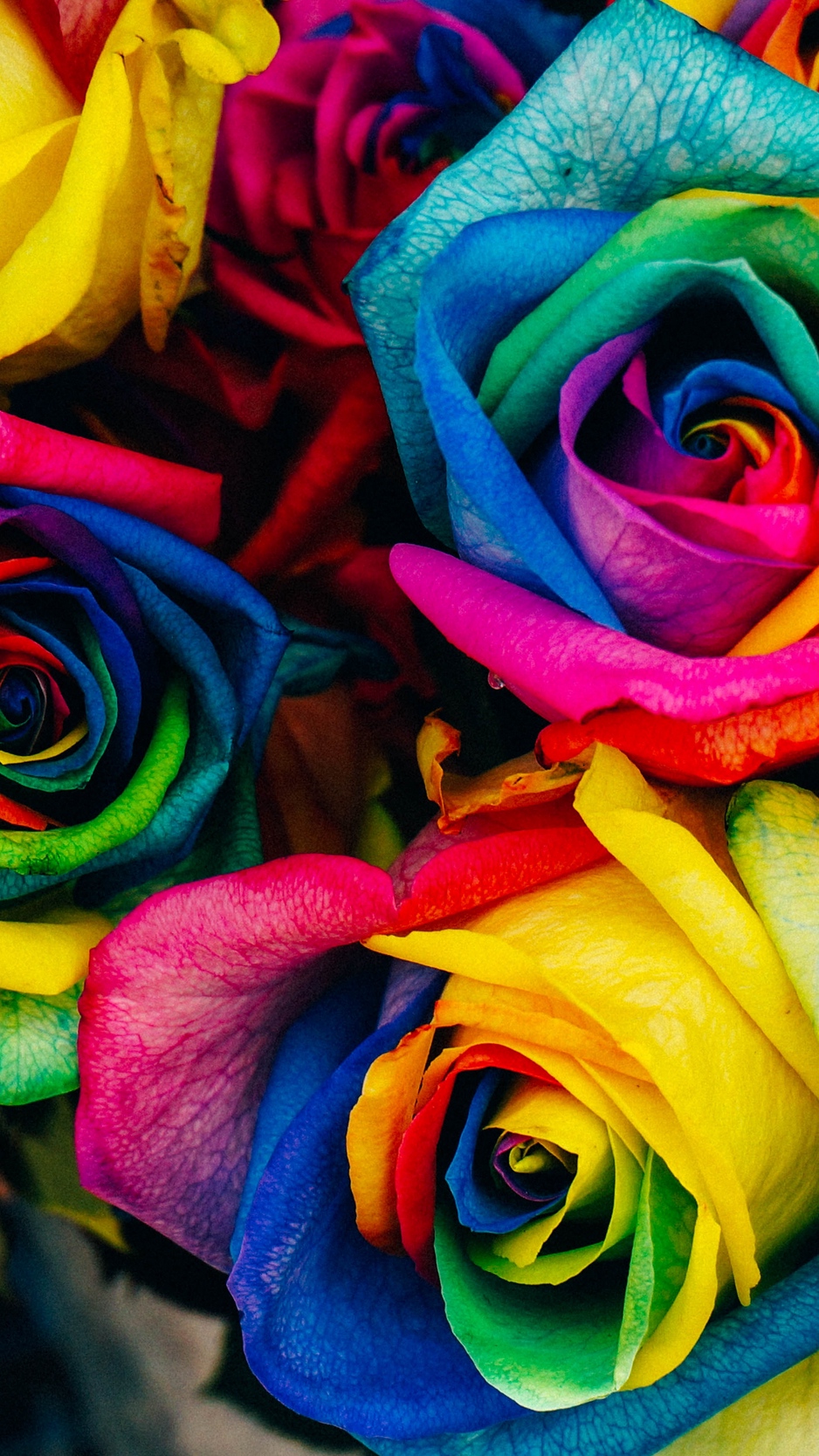 Wallpaper Roses, Colorful, Rainbow - Rainbow Roses , HD Wallpaper & Backgrounds