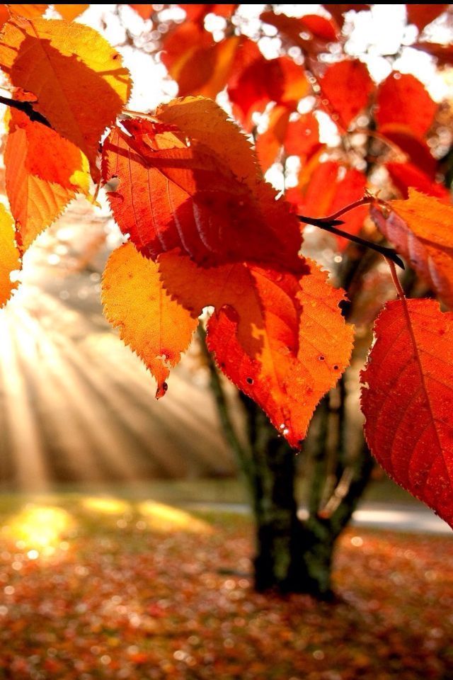 Fall Wallpapers For Phone Babangrichie Org - Fall Leaves Background Iphone , HD Wallpaper & Backgrounds