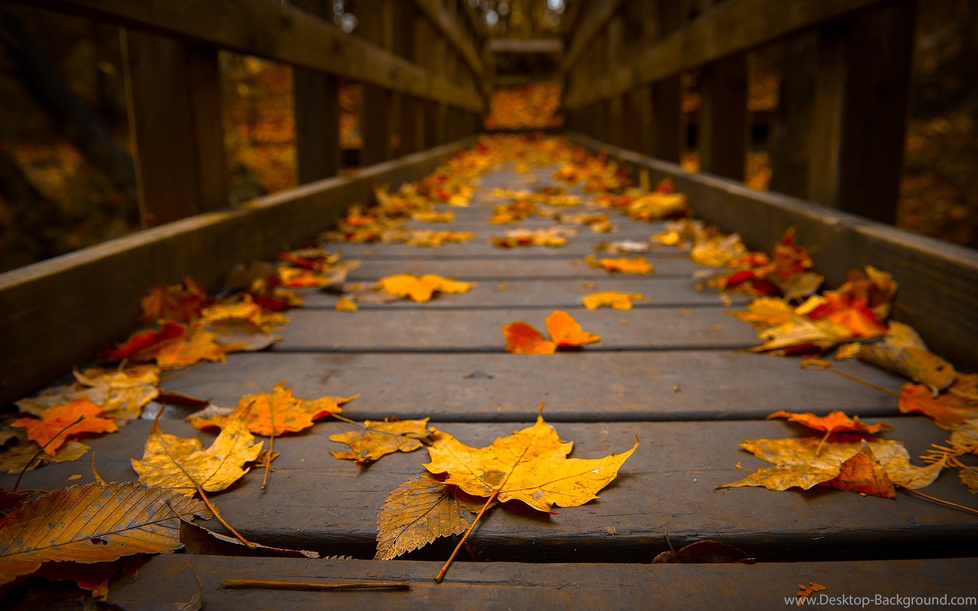 Widescreen - Fall Leaves On A Bridge , HD Wallpaper & Backgrounds