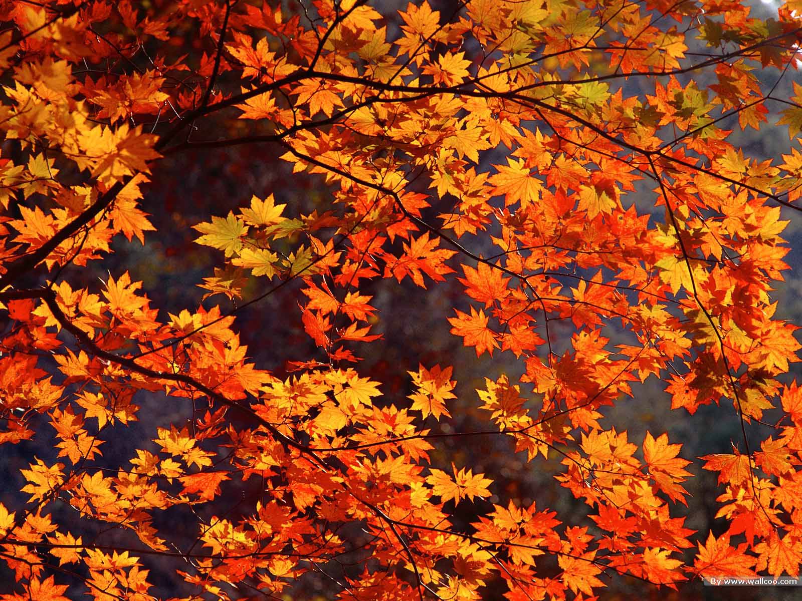 Autumn Leaves Live Wallpaper - Free Fall Computer Wallpaper Backgrounds , HD Wallpaper & Backgrounds