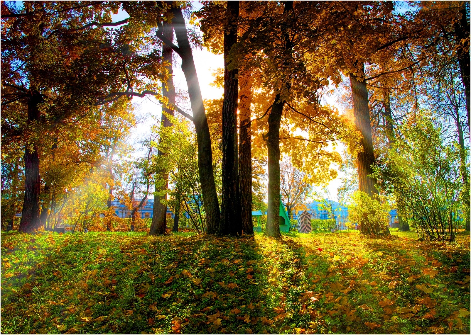 Autumn Trees Beaming Shots Forest Colours Fall Woods - Grove , HD Wallpaper & Backgrounds