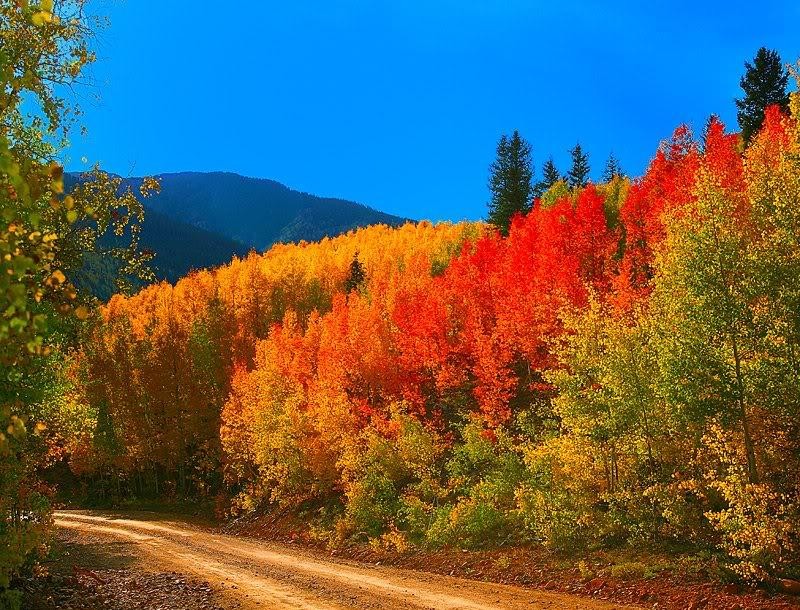 Trees Sky Fall Colors Road Colorado Backroad Autumn - Port Hope Fall Colors , HD Wallpaper & Backgrounds