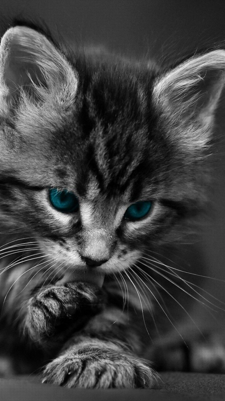 Cats Wallpaper Cell Phone - Black Kitten Wallpaper Hd , HD Wallpaper & Backgrounds