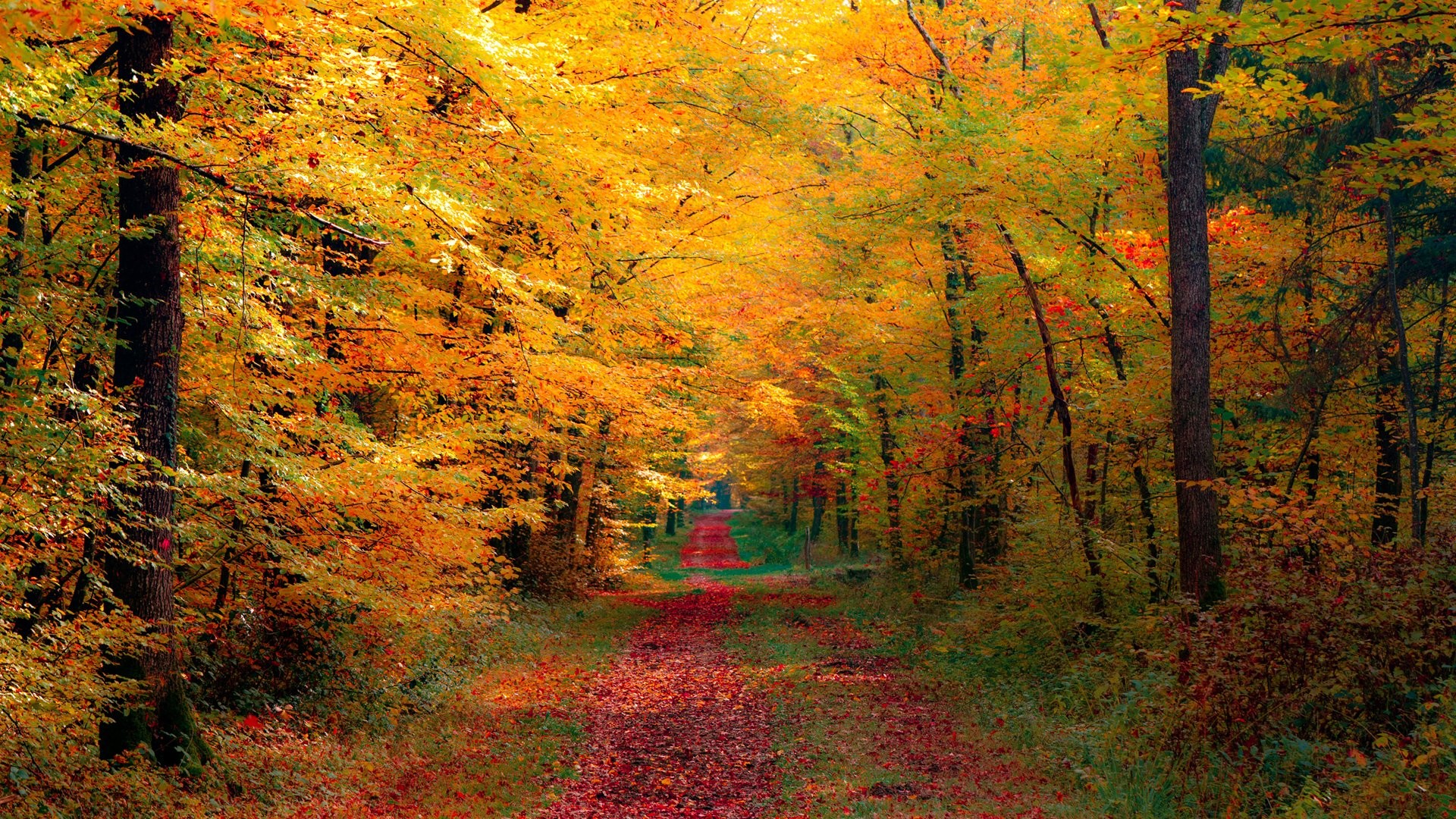 Fall Screensavers And Wallpaper Wallpapersafari Source - Autumn Forest Wallpaper Hd , HD Wallpaper & Backgrounds
