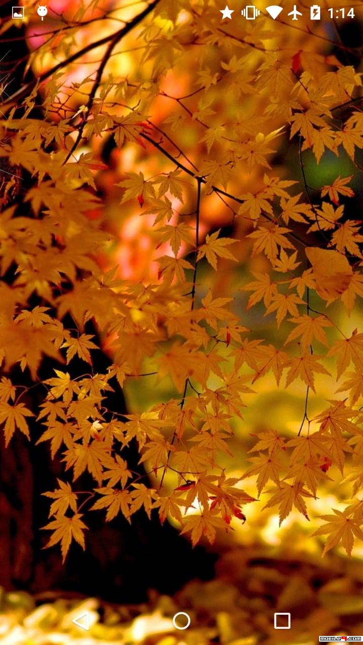 Fall Leaves Live Wallpaper 4k - Autumn Tree , HD Wallpaper & Backgrounds