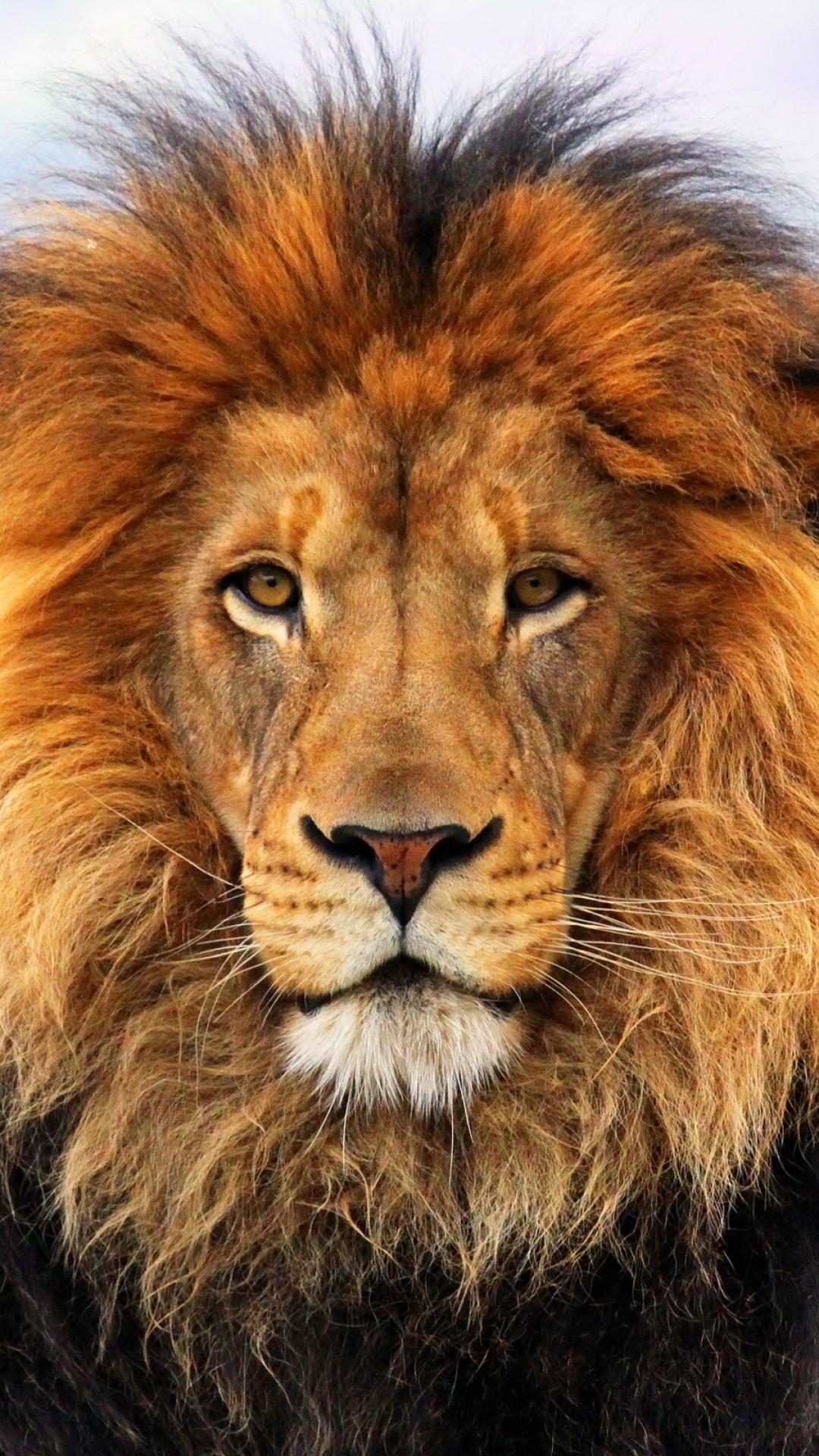 Lion Mane Eyes Waiting Big Cat Carnivore King - Wildlife Heritage Foundation , HD Wallpaper & Backgrounds