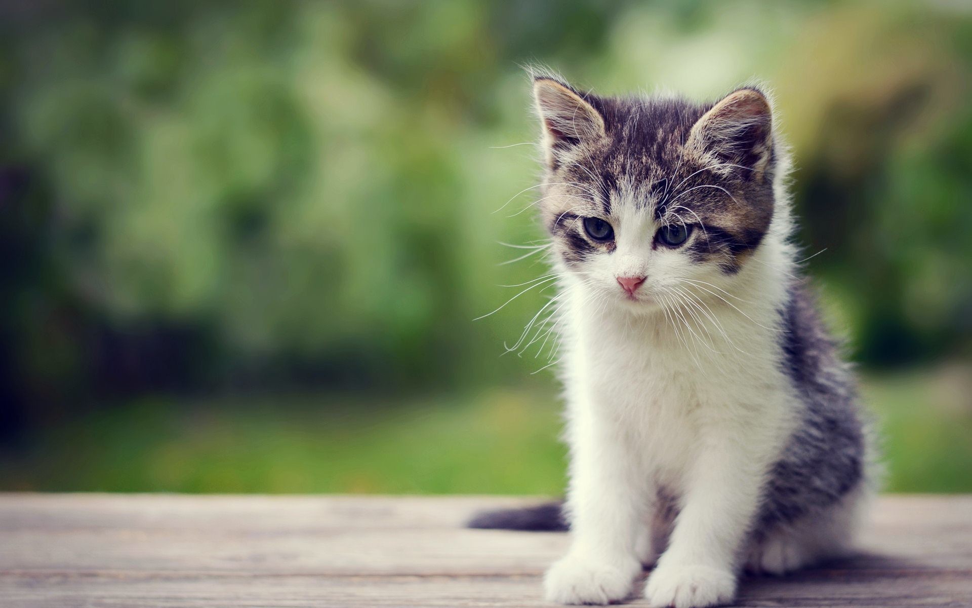 Kitten Wallpapers Hd (#478337) - HD Wallpaper & Backgrounds Download