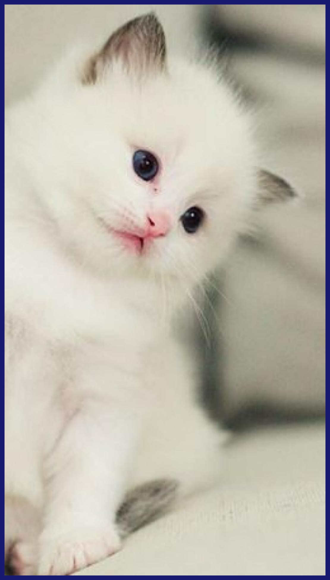 Cute Cats Wallpapers - Cute Kitten Wallpaper Cute Cats , HD Wallpaper & Backgrounds