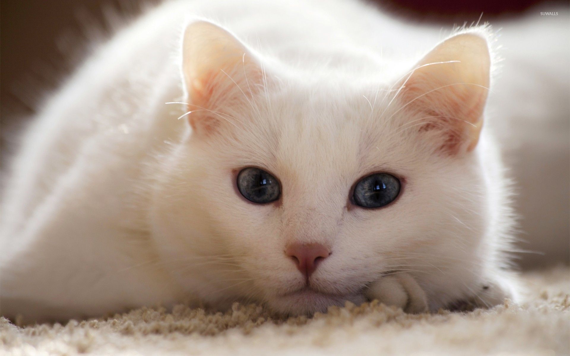 White Cat , HD Wallpaper & Backgrounds