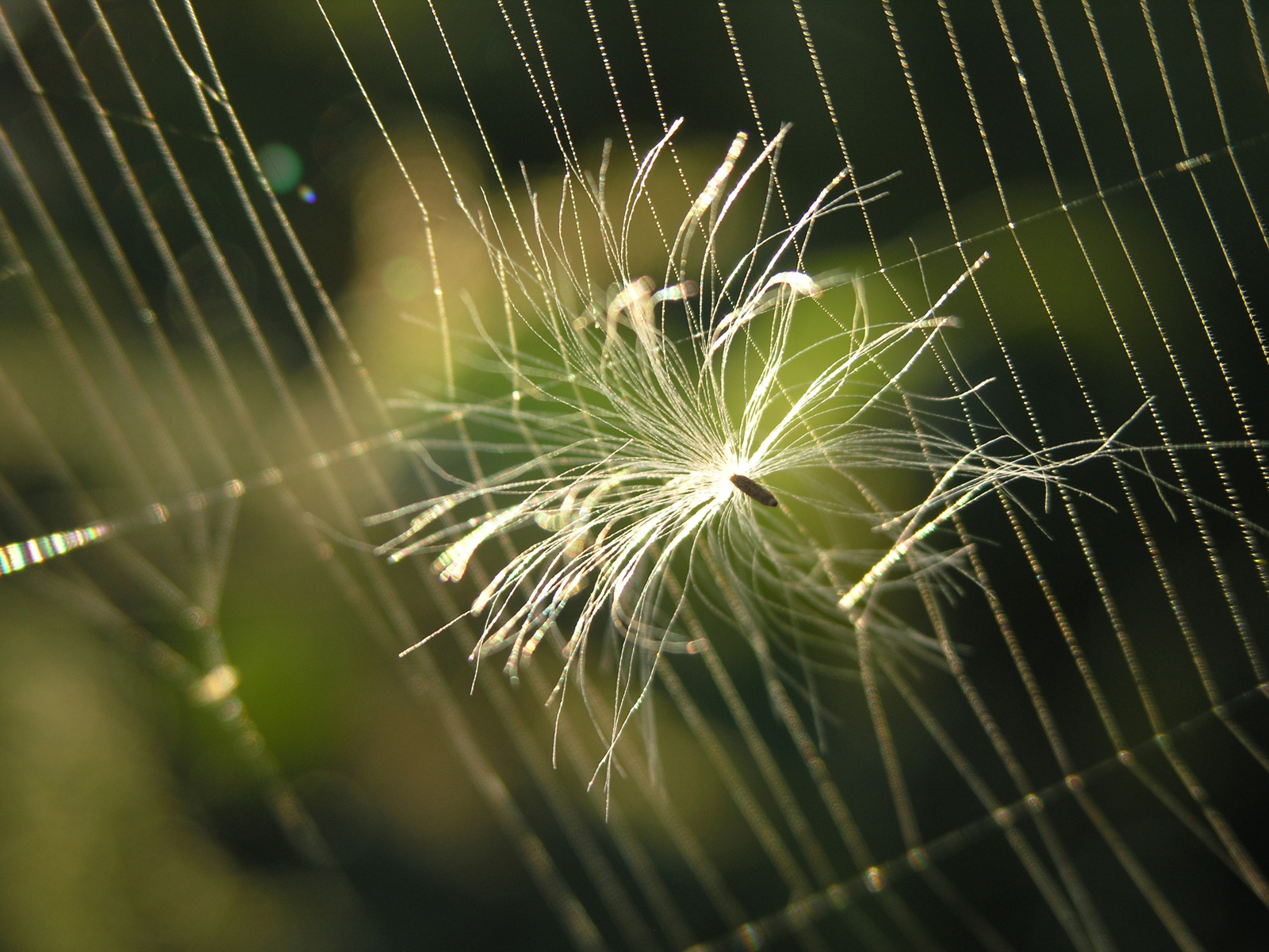 Spider Web Trap Wallpaper - Spider Web , HD Wallpaper & Backgrounds
