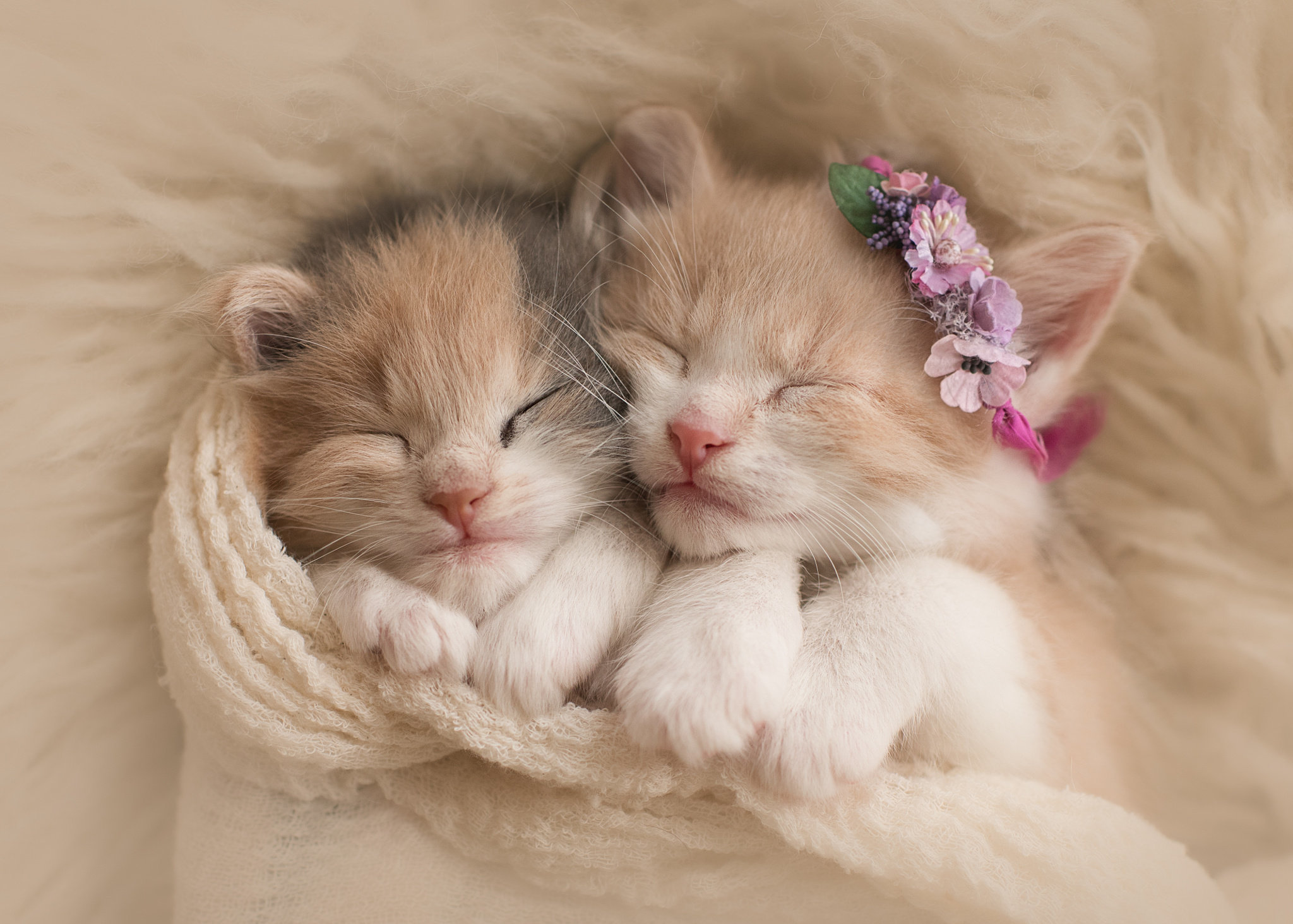 Original Resolution Popular - Cute Cat Sleep , HD Wallpaper & Backgrounds