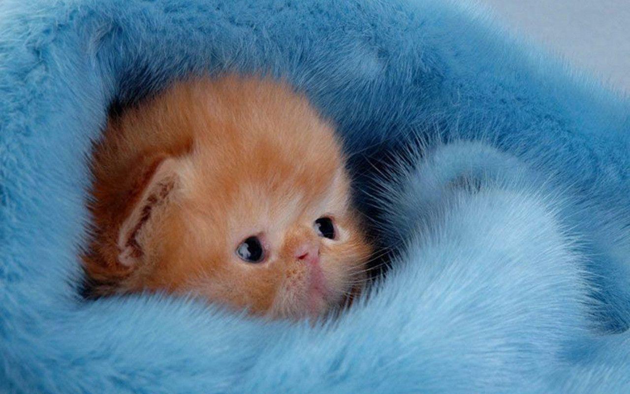 Cute Kitten Wallpaper - Make You Go Aww , HD Wallpaper & Backgrounds