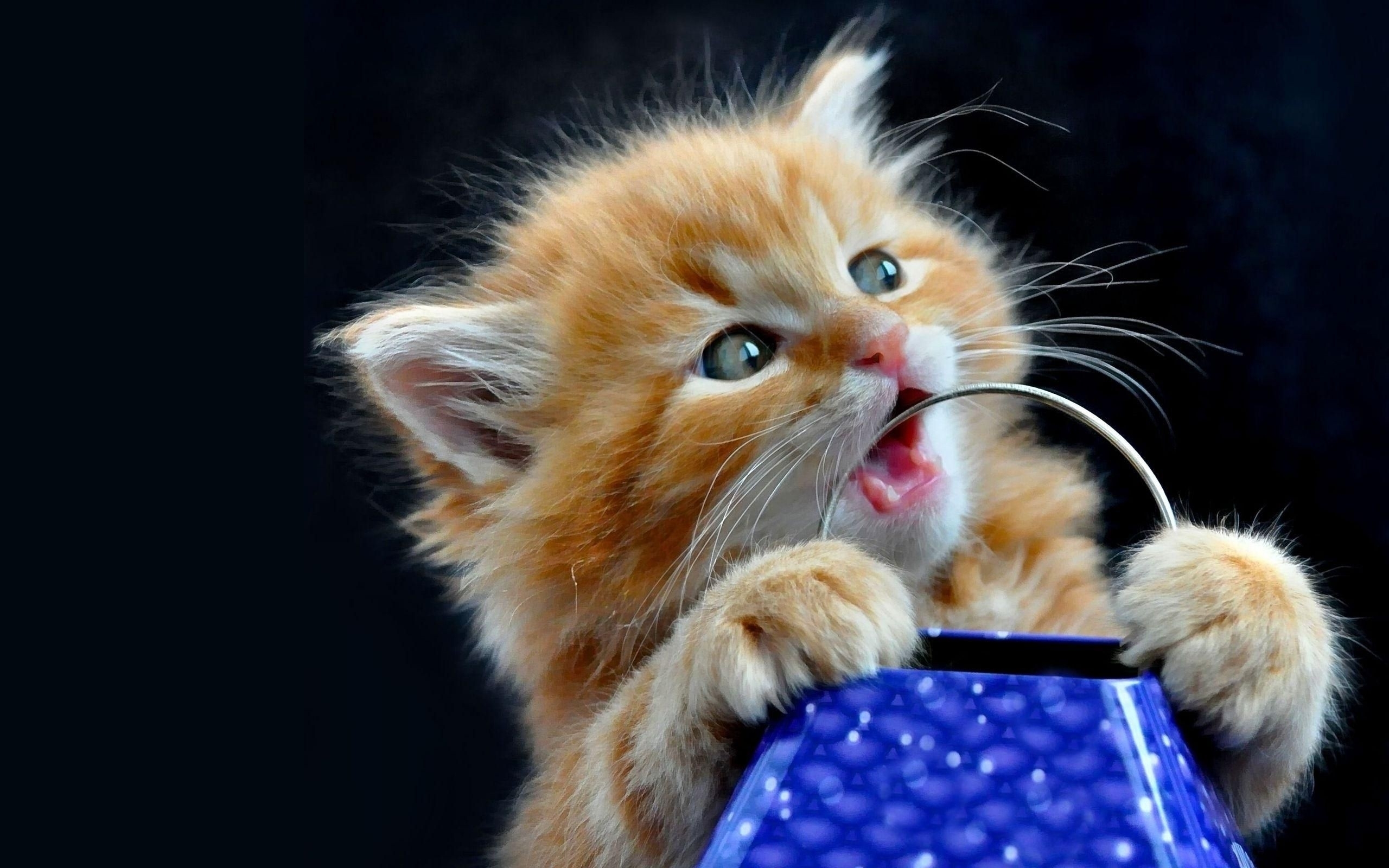 Timeline - Cute Kittens Wallpaper Download , HD Wallpaper & Backgrounds