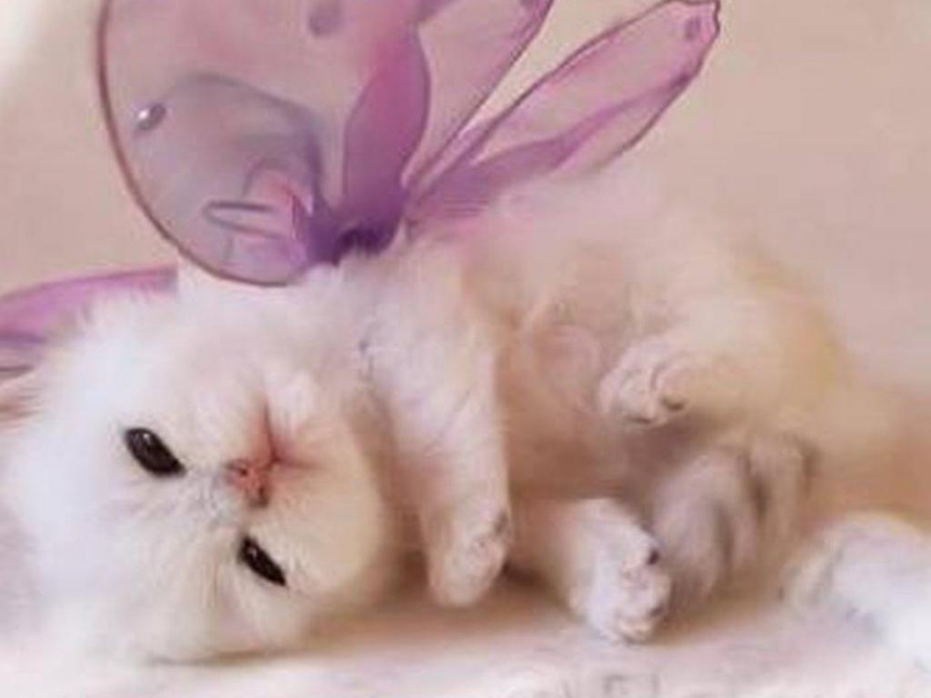 Cute Kitten With Bow , HD Wallpaper & Backgrounds