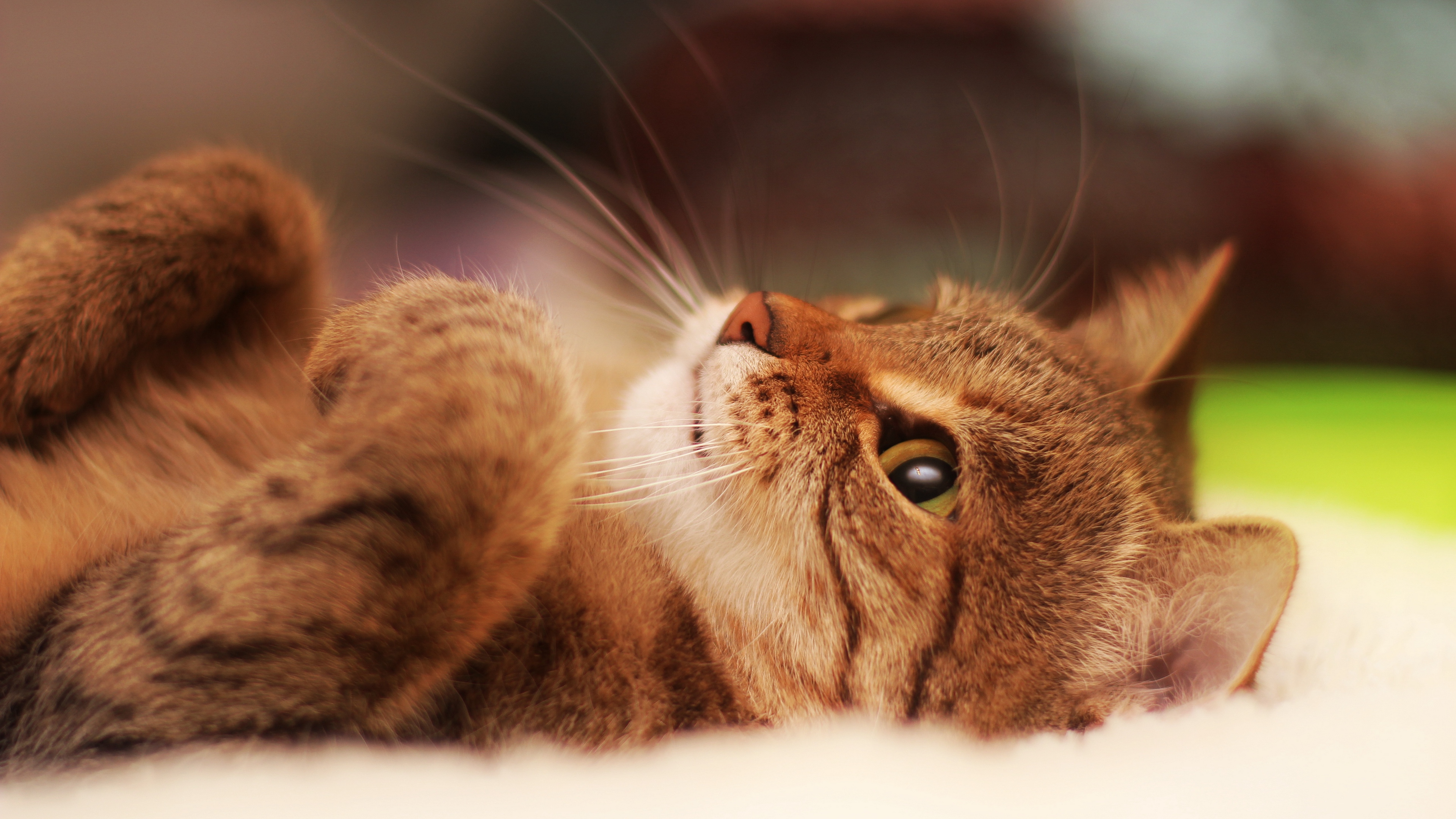 Wallpaper Cat, Lying, Cool Cat, Beautiful Cat - Youtube Channel Art Cat , HD Wallpaper & Backgrounds