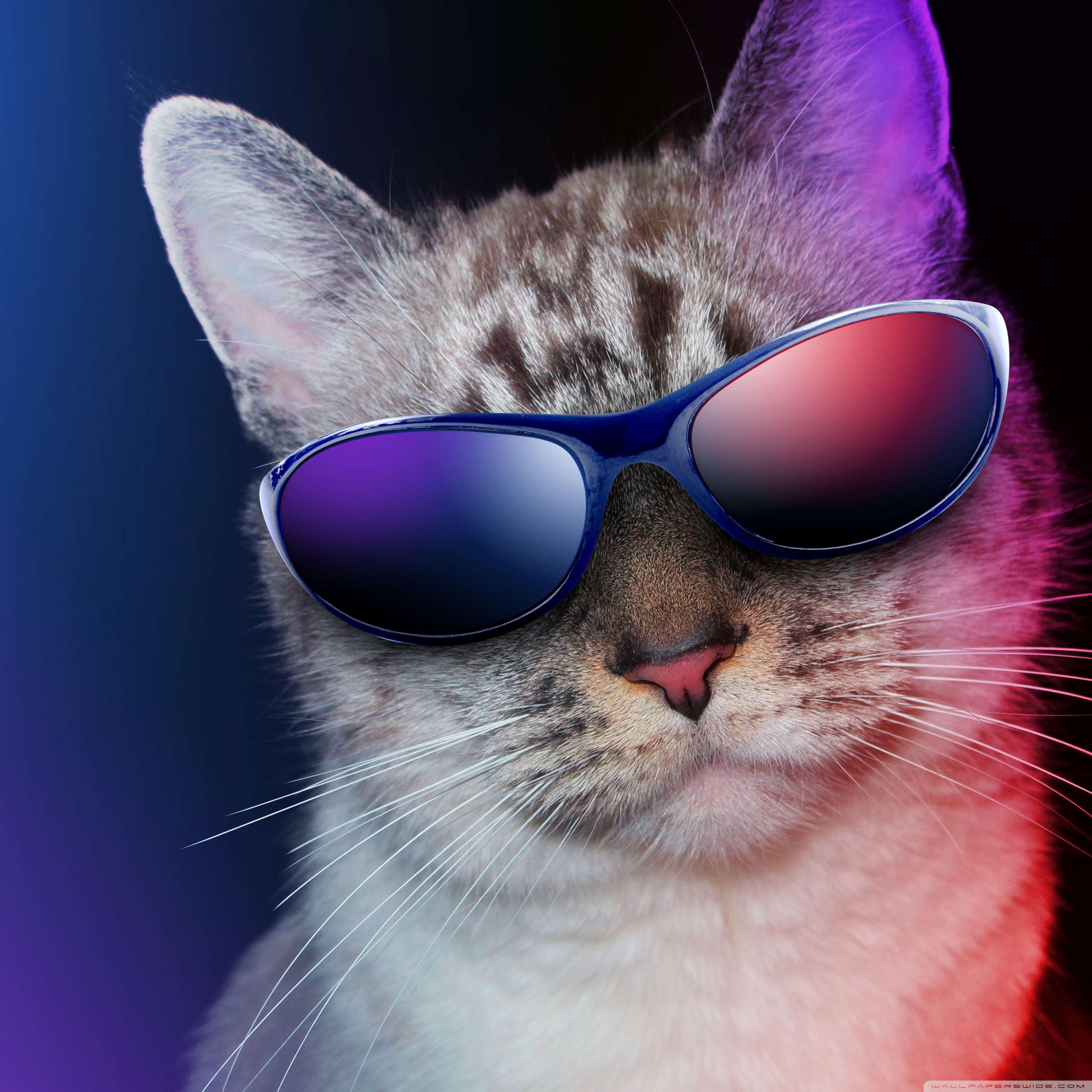 Tablet 1 - - Cool Cat , HD Wallpaper & Backgrounds