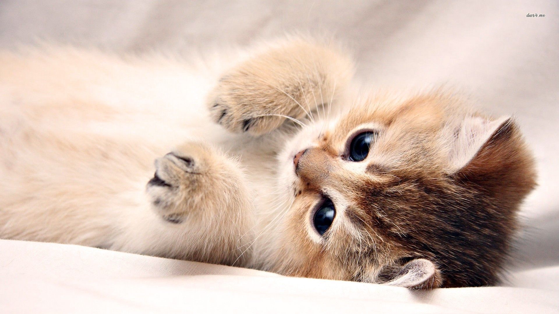 Cute Kittens Wallpapers For Desktops Pinterest - Kitten Wallpaper Hd , HD Wallpaper & Backgrounds