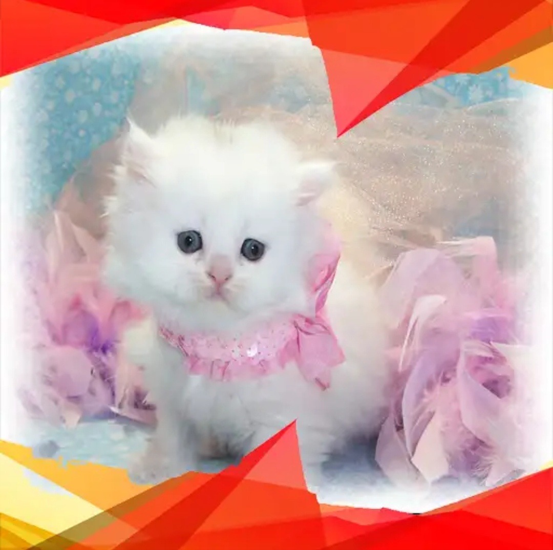 Beautiful Cat Wallpaper Tumblr - Cute Baby White Cats , HD Wallpaper & Backgrounds