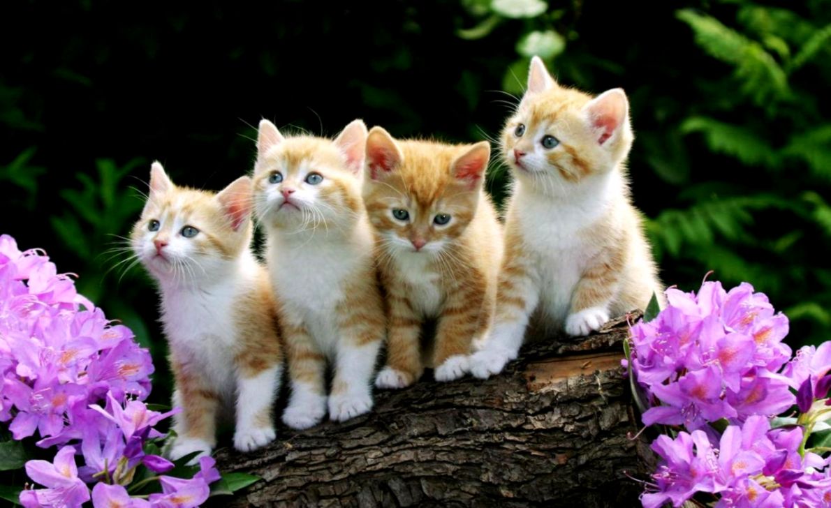 Cute Kitten Wallpaper For Android Apk Download - Kitten Background , HD Wallpaper & Backgrounds
