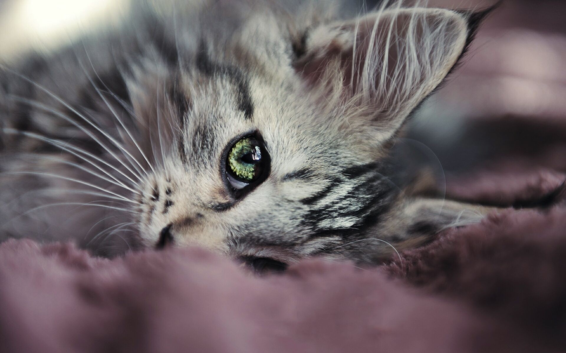 Cute Kitty Wallpaper - Macro Photography Of Cat , HD Wallpaper & Backgrounds