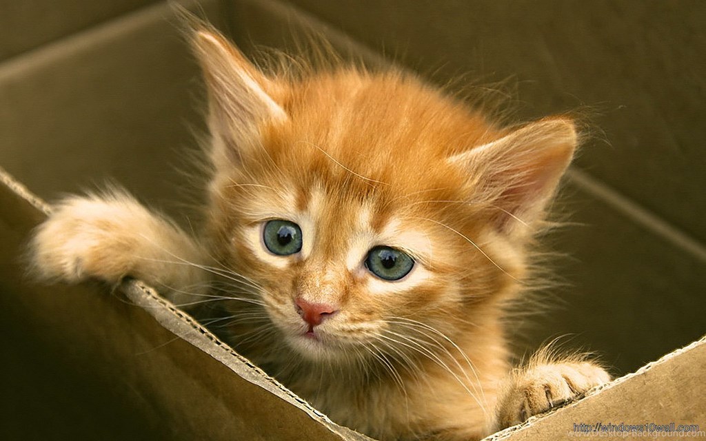 Little Kitten In The Box , HD Wallpaper & Backgrounds