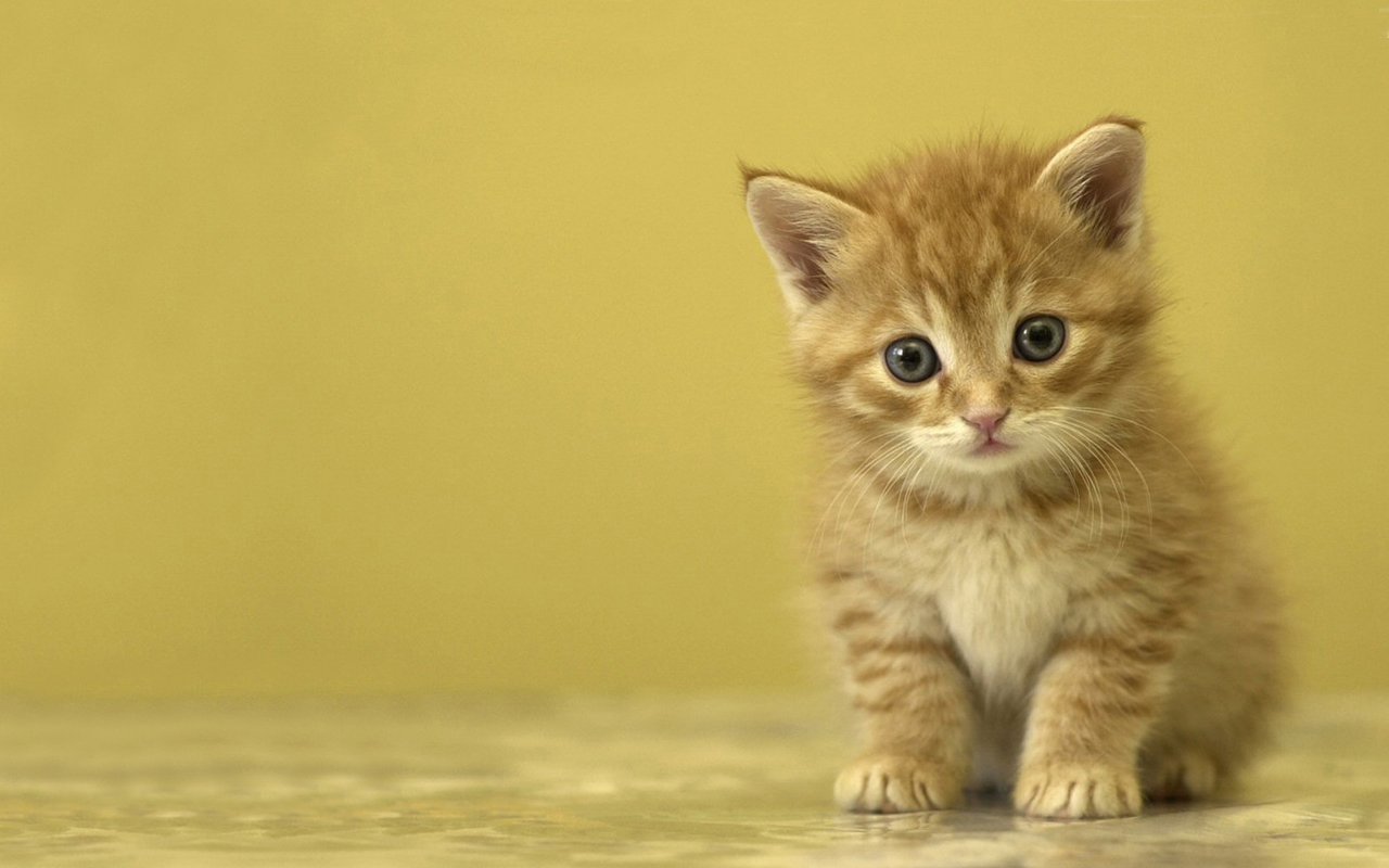 6205 Cat Hd Wallpapers - Kitten Hd , HD Wallpaper & Backgrounds