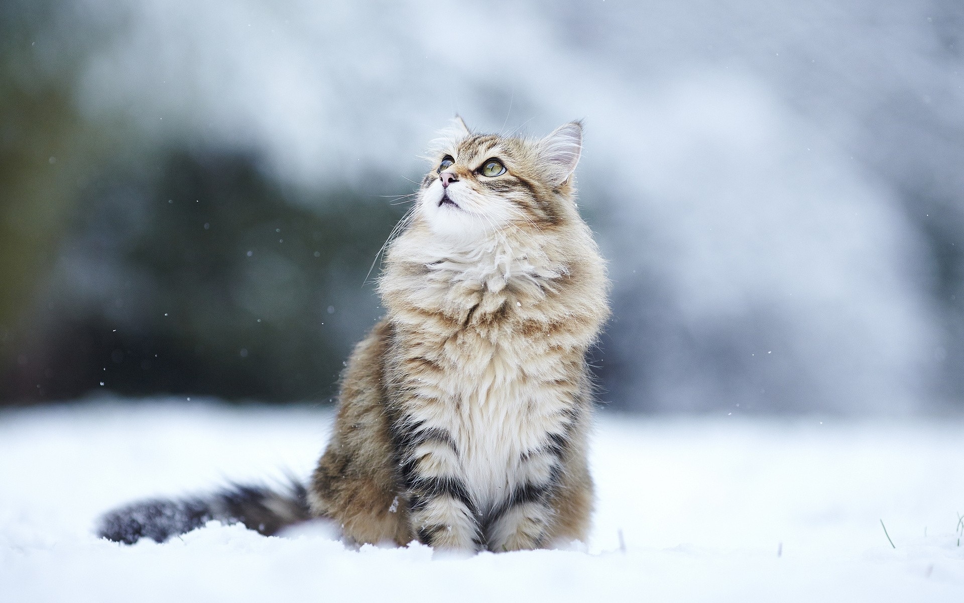 Cats Category - Cat In Snow , HD Wallpaper & Backgrounds