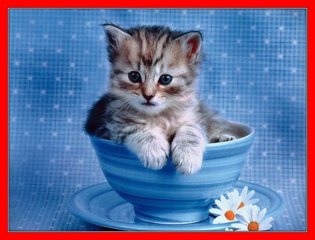 71 Best Free Cool Cat Wallpapers - Cute Cat Wallpaper Mobile , HD Wallpaper & Backgrounds