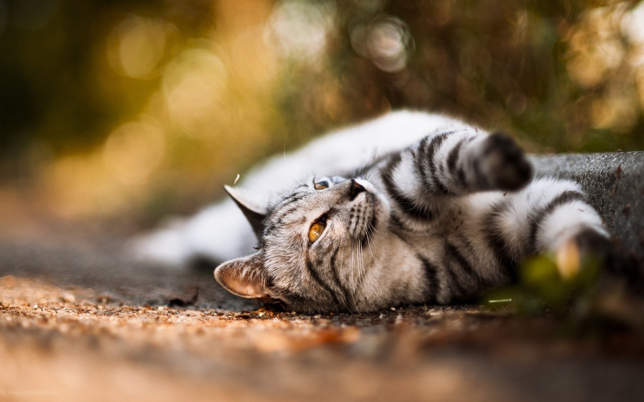Cats Of Tumblr - Silver Tabby With Amber Eyes , HD Wallpaper & Backgrounds