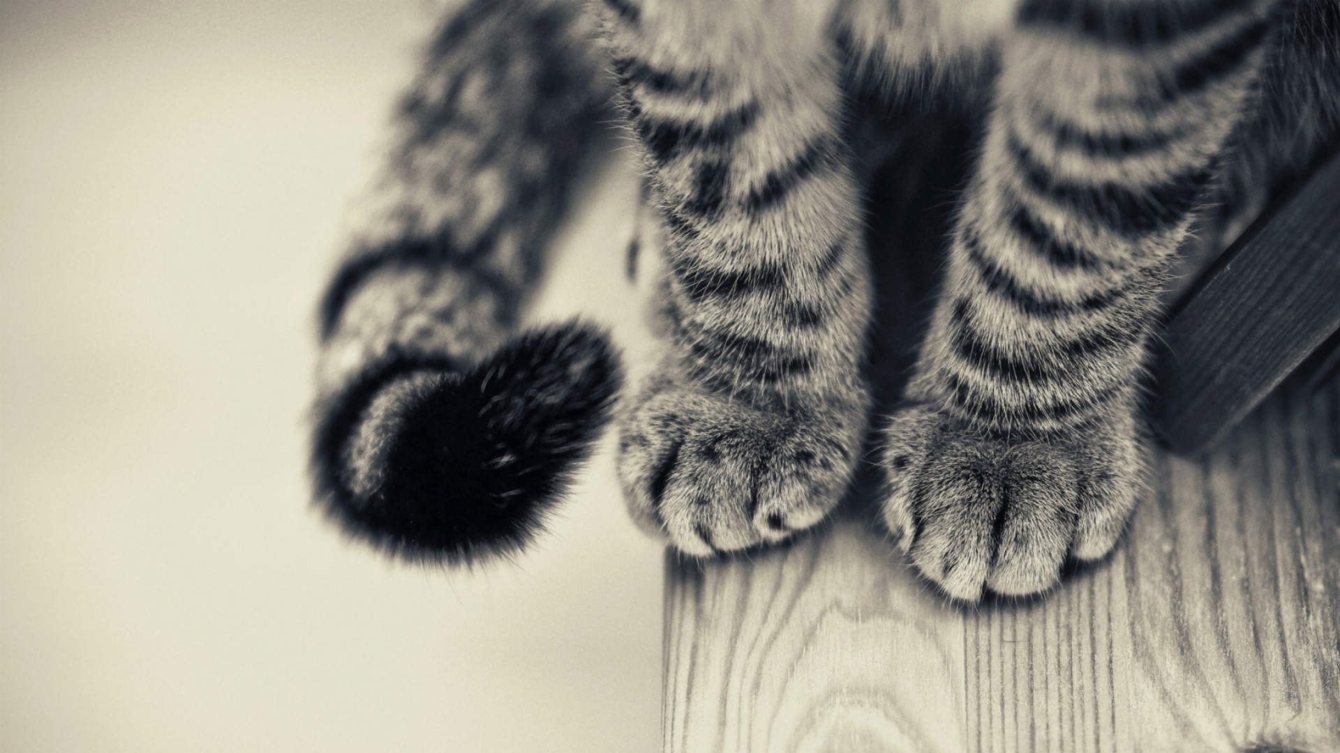 Cat Wallpaper Black And White , HD Wallpaper & Backgrounds