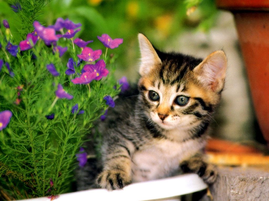 Cute Cat Wallpaper For Mobile - Kitten Flowers Desktop Wallpaper Hd , HD Wallpaper & Backgrounds
