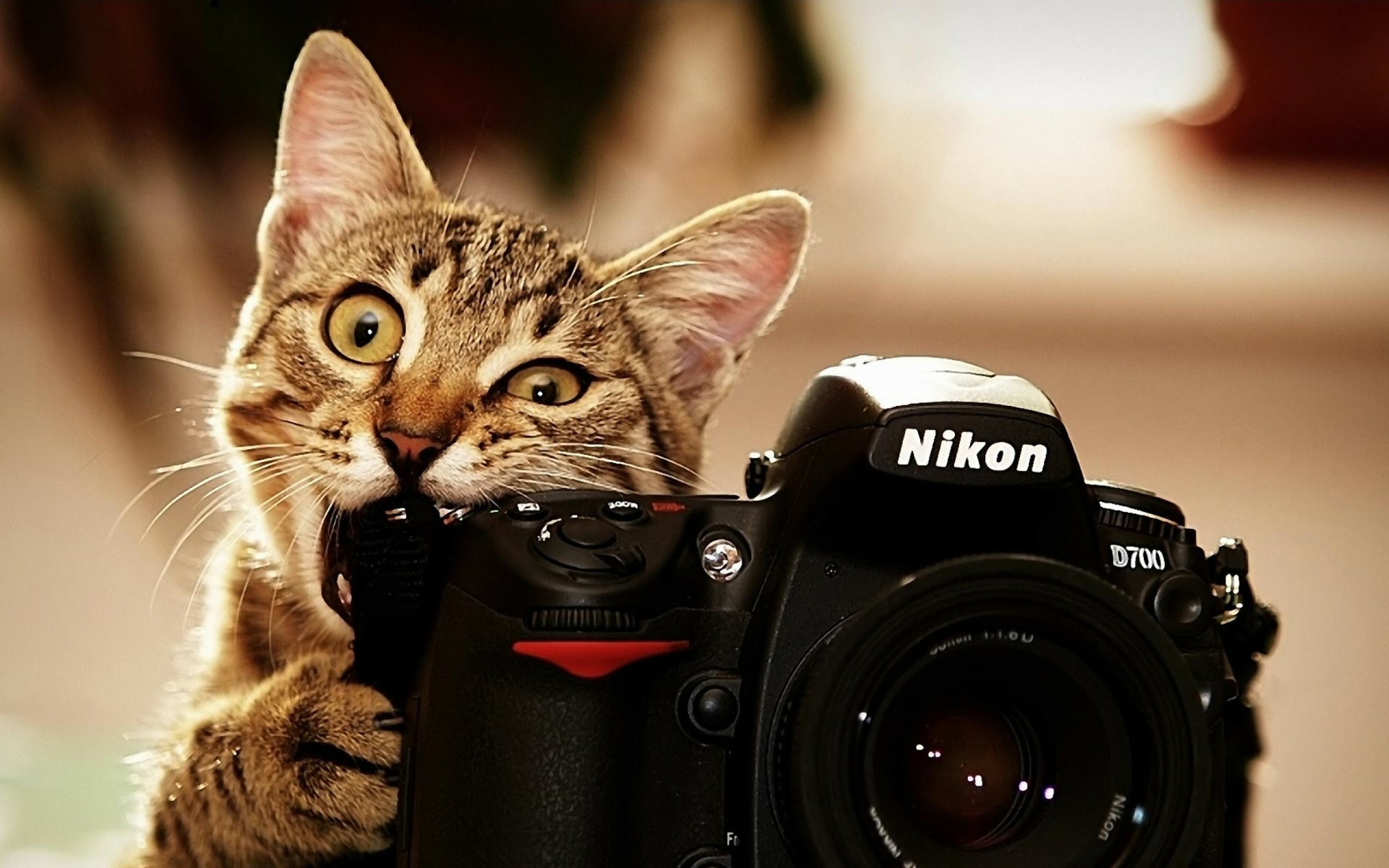 Cool Cat Wallpaper - Funny Cat Desktop Backgrounds , HD Wallpaper & Backgrounds