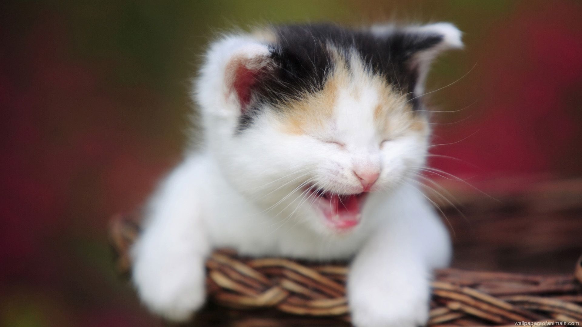 Baby Cat Wallpaper High Quality Resolution - Laughing Cat , HD Wallpaper & Backgrounds