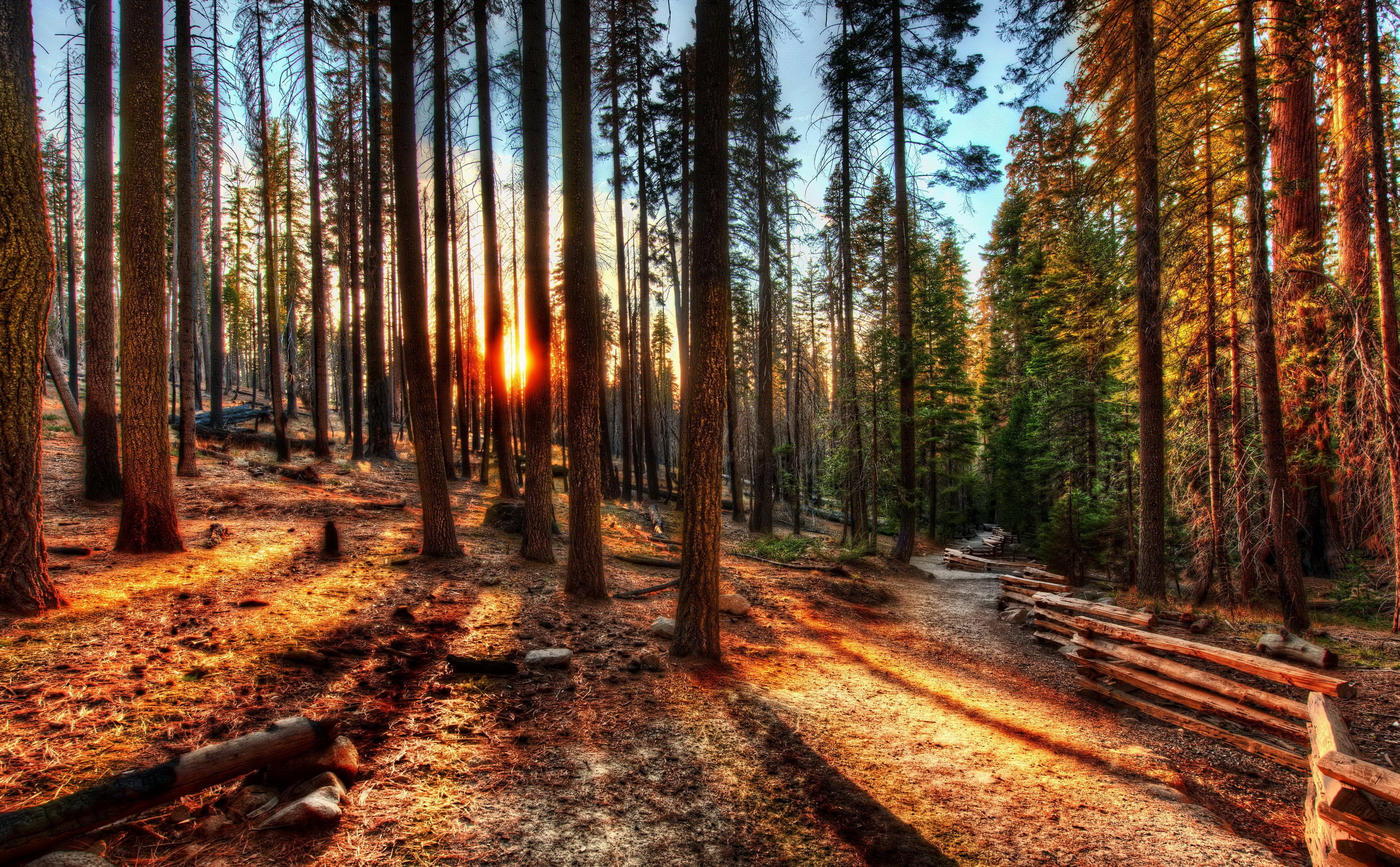 Forest Hdr Wallpaper - Pine Trees , HD Wallpaper & Backgrounds