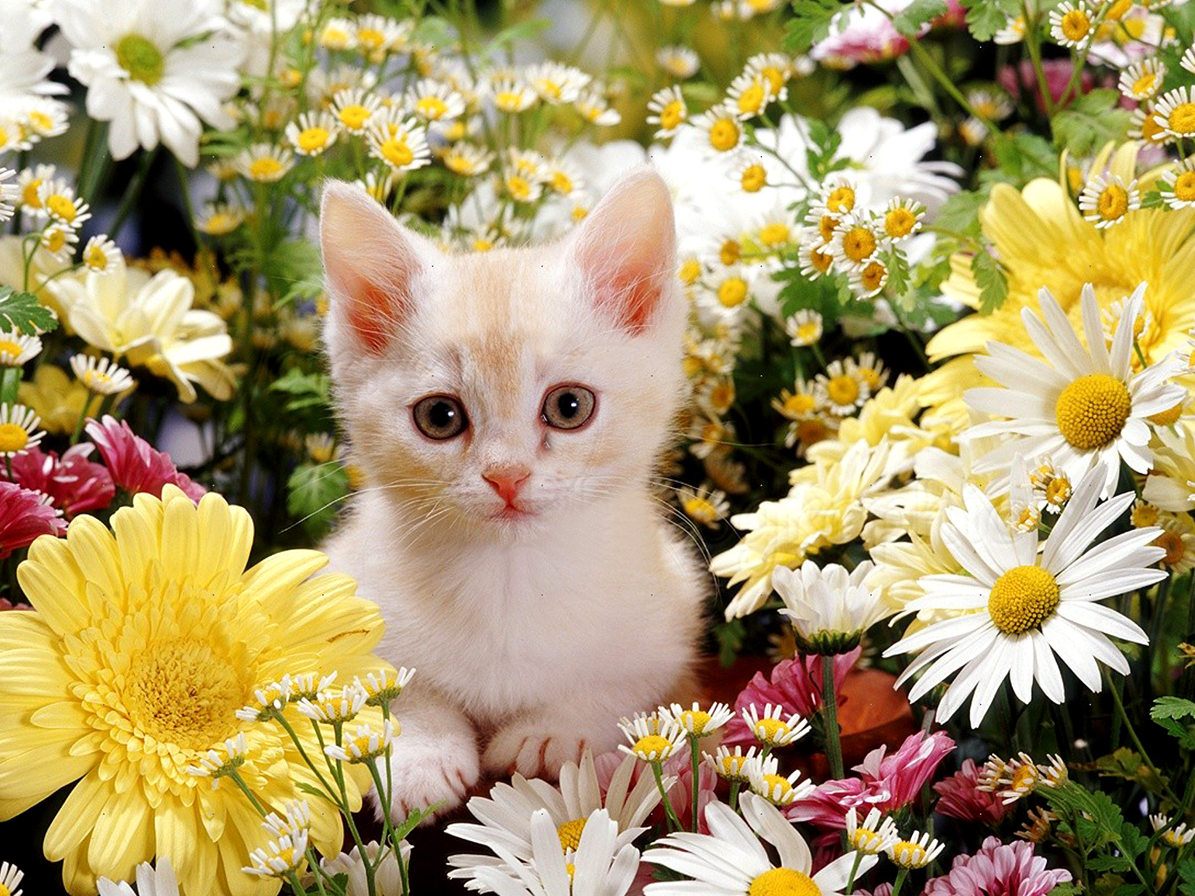 Cute Cat Wallpapers Kitten Wallpapers - Cute Flower Wallpaper Desktop , HD Wallpaper & Backgrounds