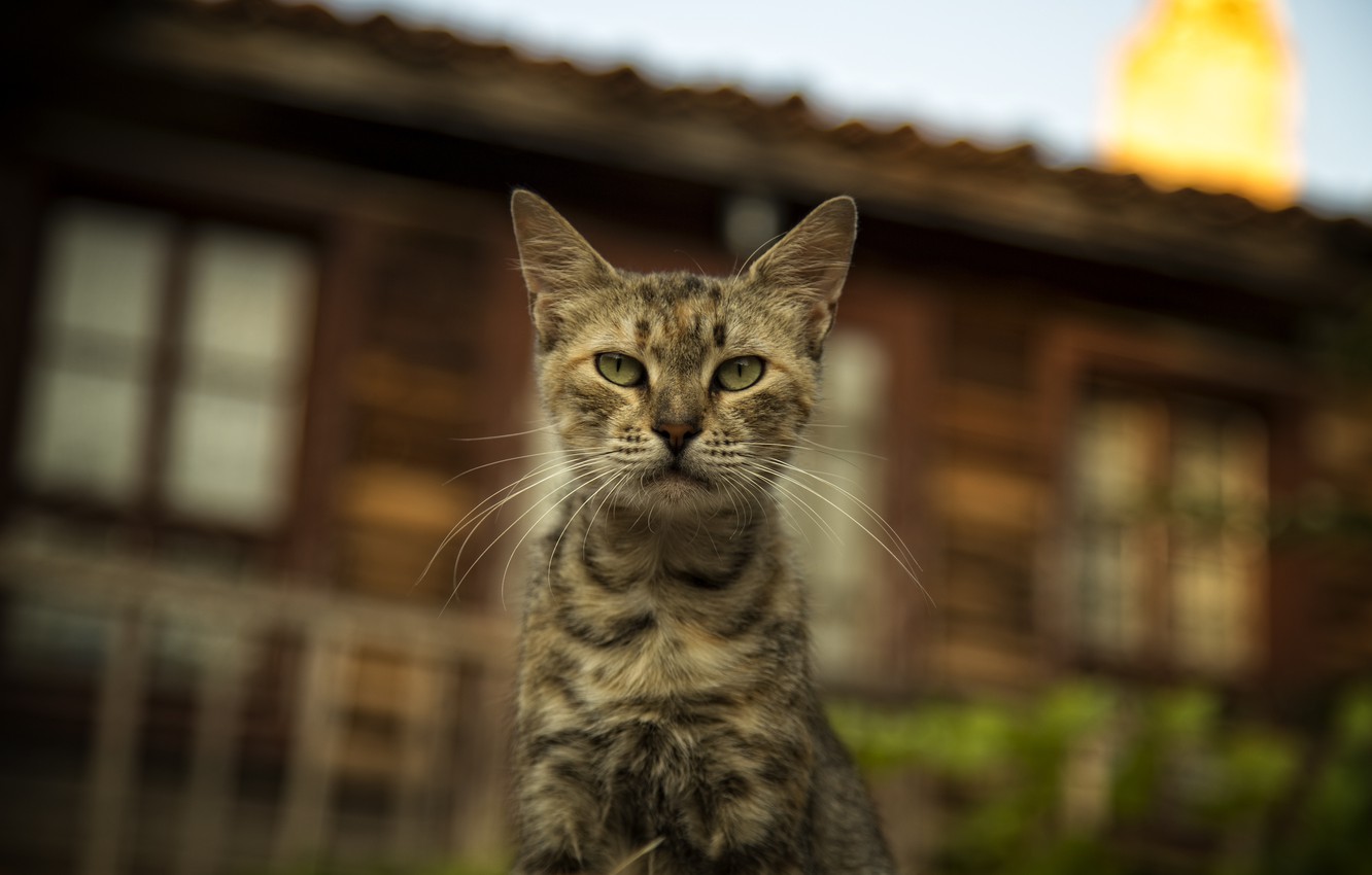 Photo Wallpaper Cats, Cats Wallpapers, Bulgaria, Cute - European Shorthair , HD Wallpaper & Backgrounds