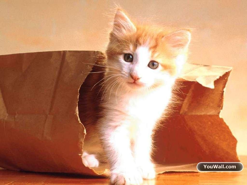Cats Images Cute Kitty Wallpaper Hd Wallpaper And Background - Let The Cat Out Of Bag Idiom , HD Wallpaper & Backgrounds