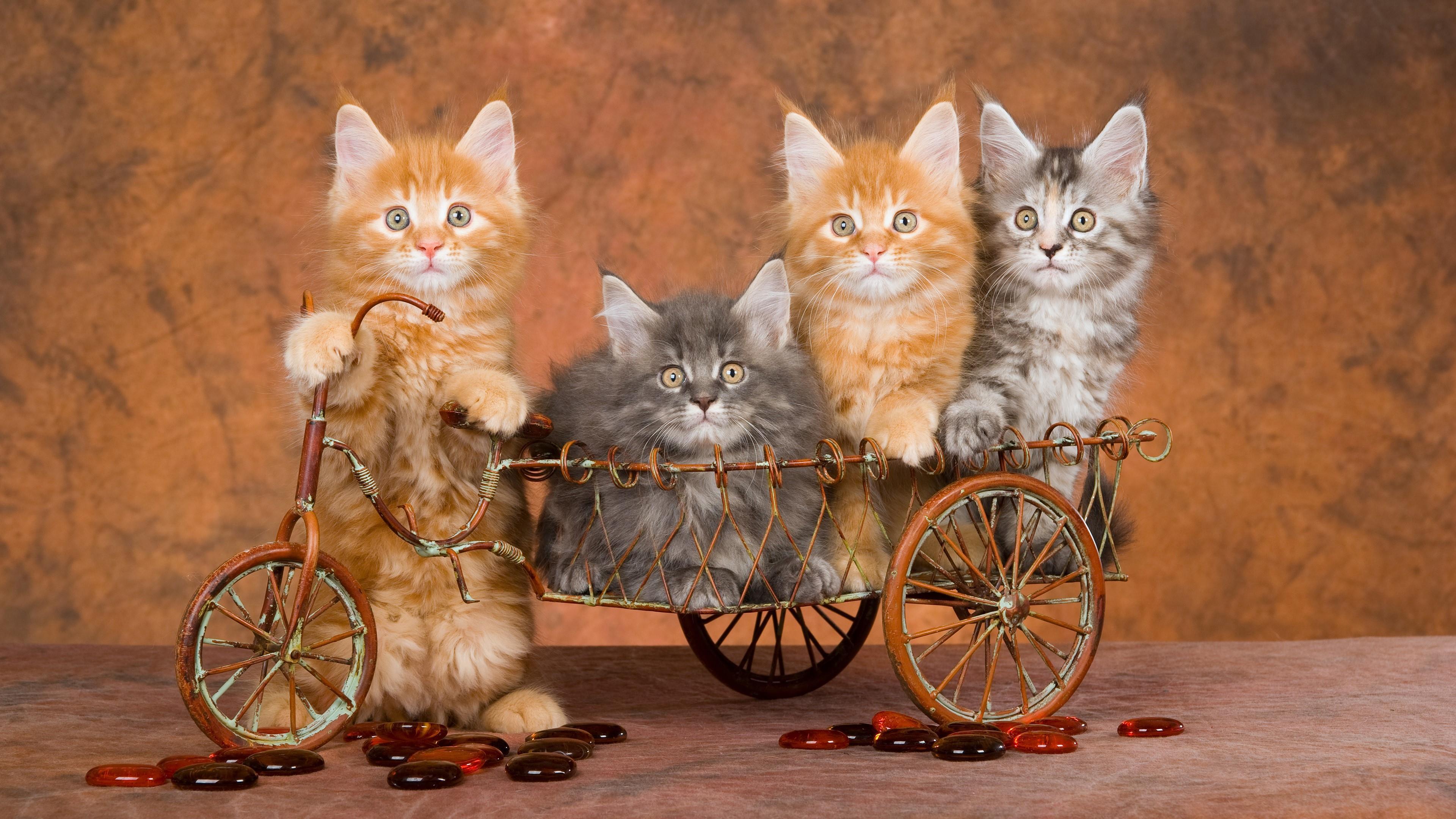 Cute Kitten Wallpaper - Cats On Bike , HD Wallpaper & Backgrounds