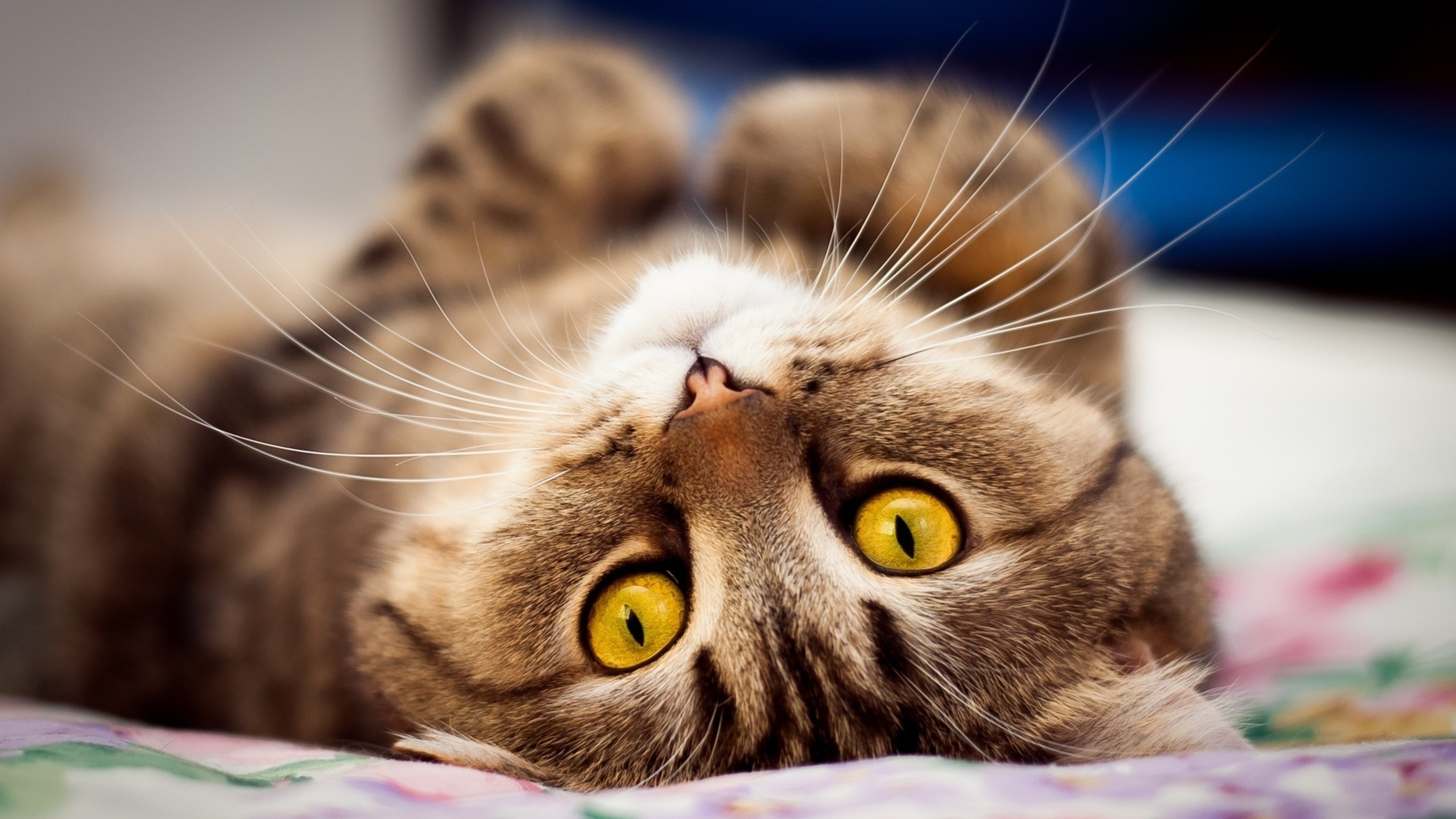 Best Cats Pics Online - Hd Wallpaper 1080p Cat , HD Wallpaper & Backgrounds