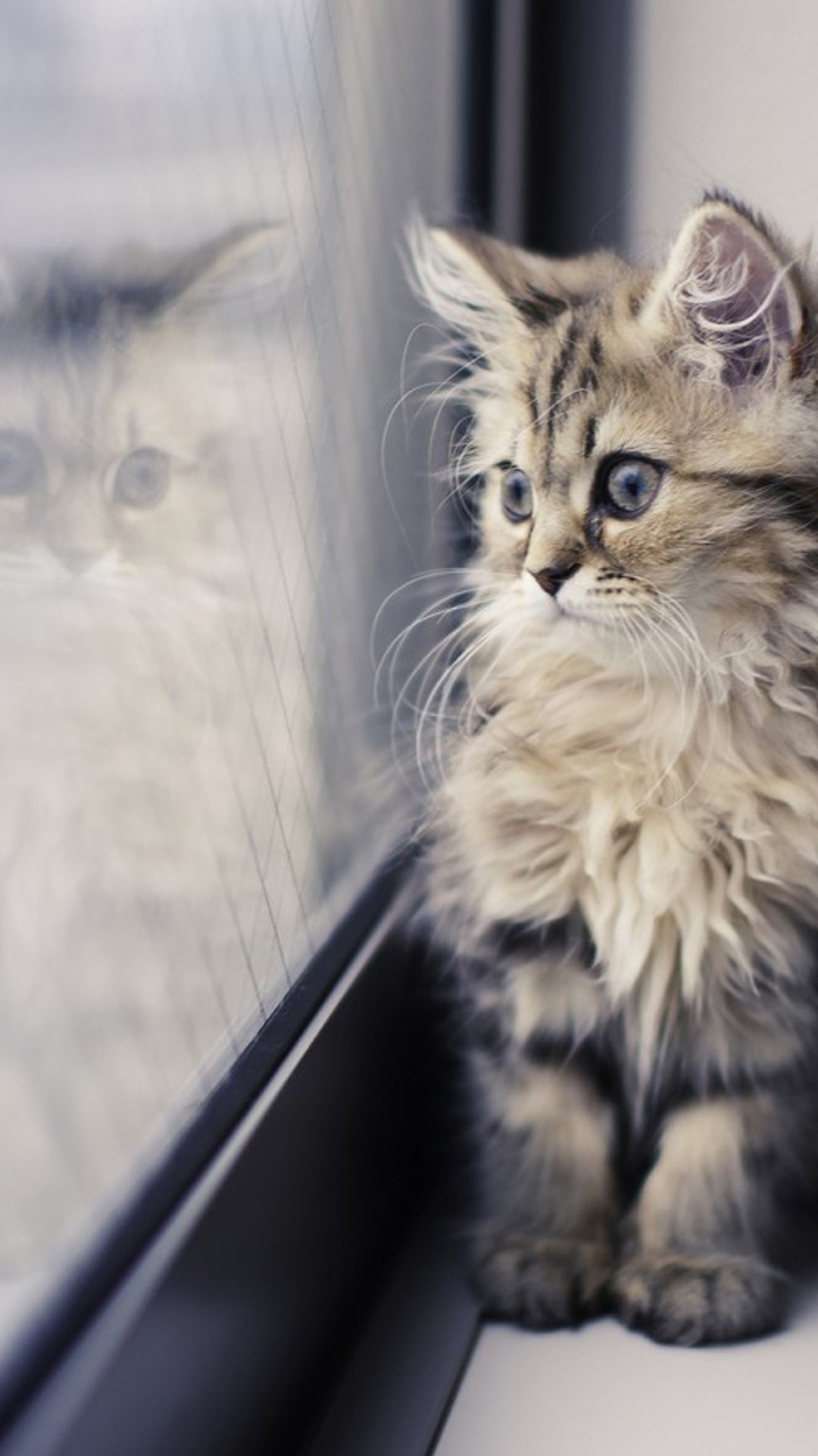 Download Wallpaper - Cute Cat Wallpaper Iphone , HD Wallpaper & Backgrounds