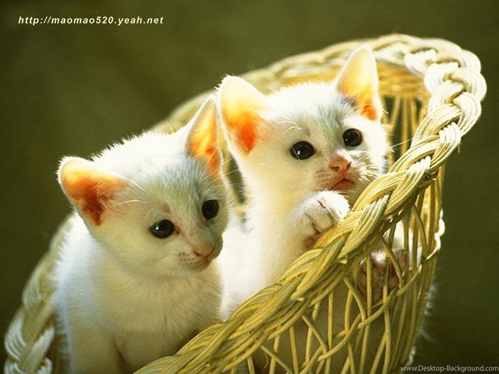 Cute Kitten Wallpapers Kittens Wallpapers Fanpop Desktop - Cute Kittens , HD Wallpaper & Backgrounds