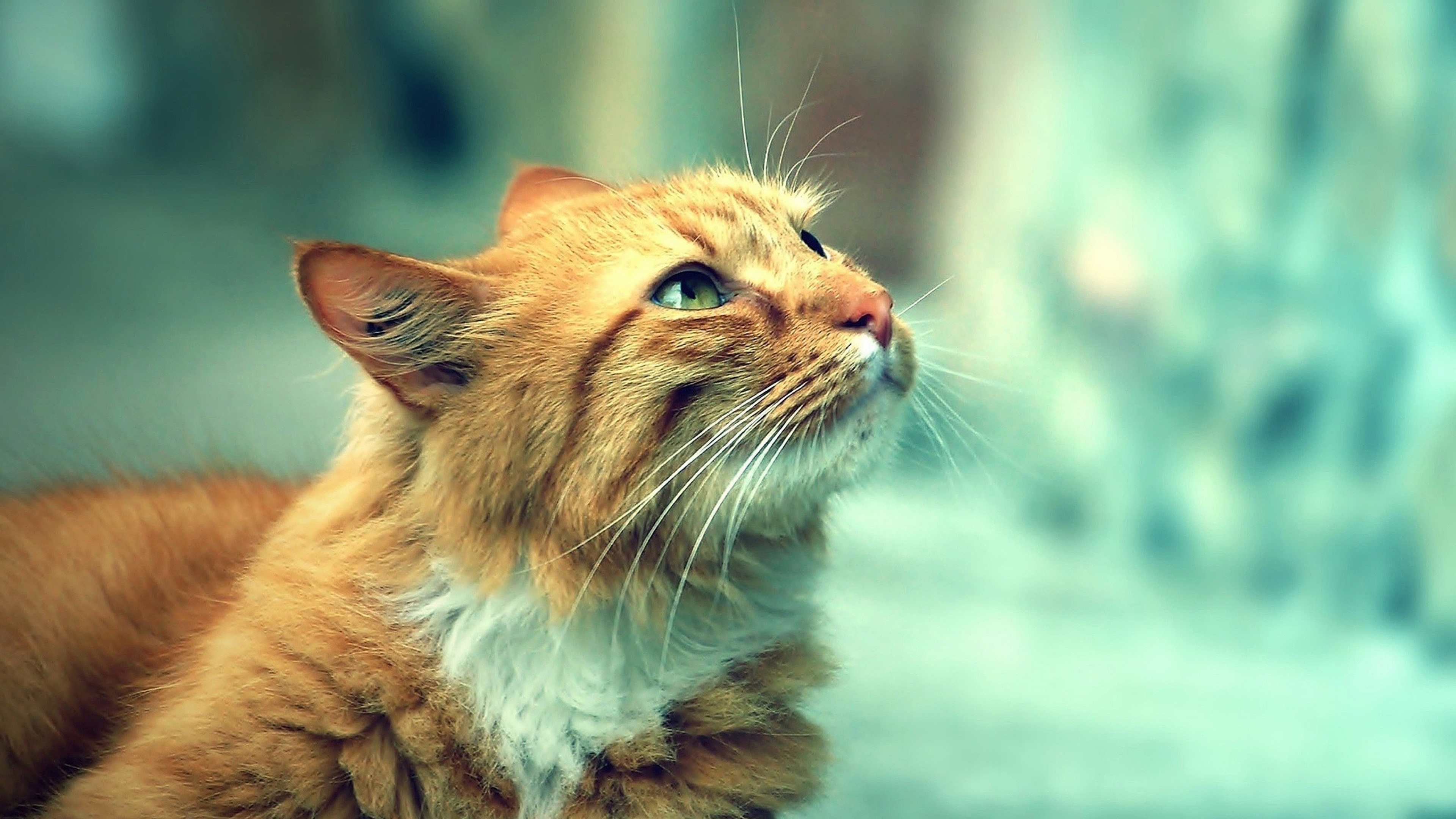 Cool Cats Wallpapers Online - Ginger And White Cat With Green Eyes , HD Wallpaper & Backgrounds