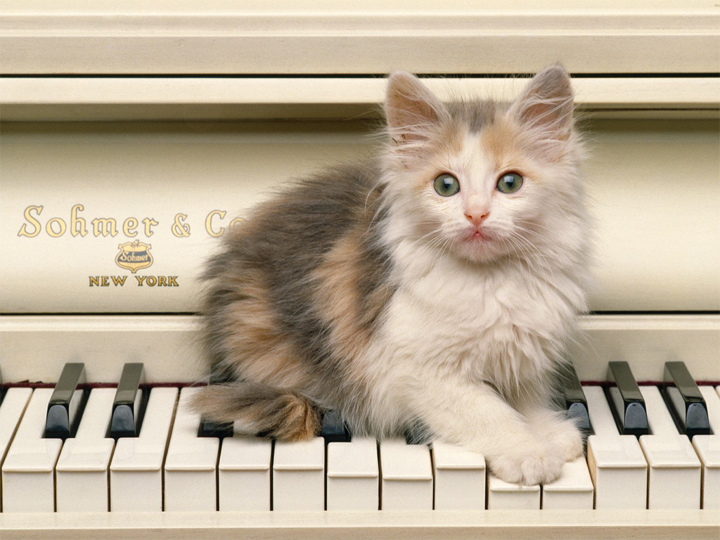 Cat Playing Piano Hd Desktop Wallpaper - Cat And Piano , HD Wallpaper & Backgrounds