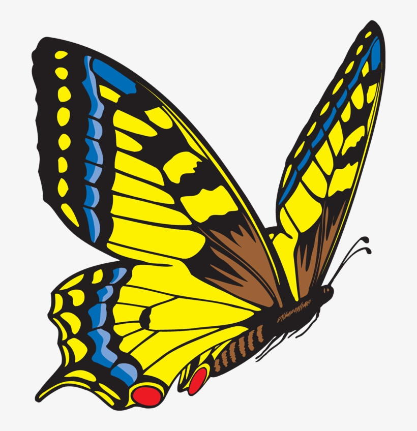 Butterfly Has 6 Legs , HD Wallpaper & Backgrounds