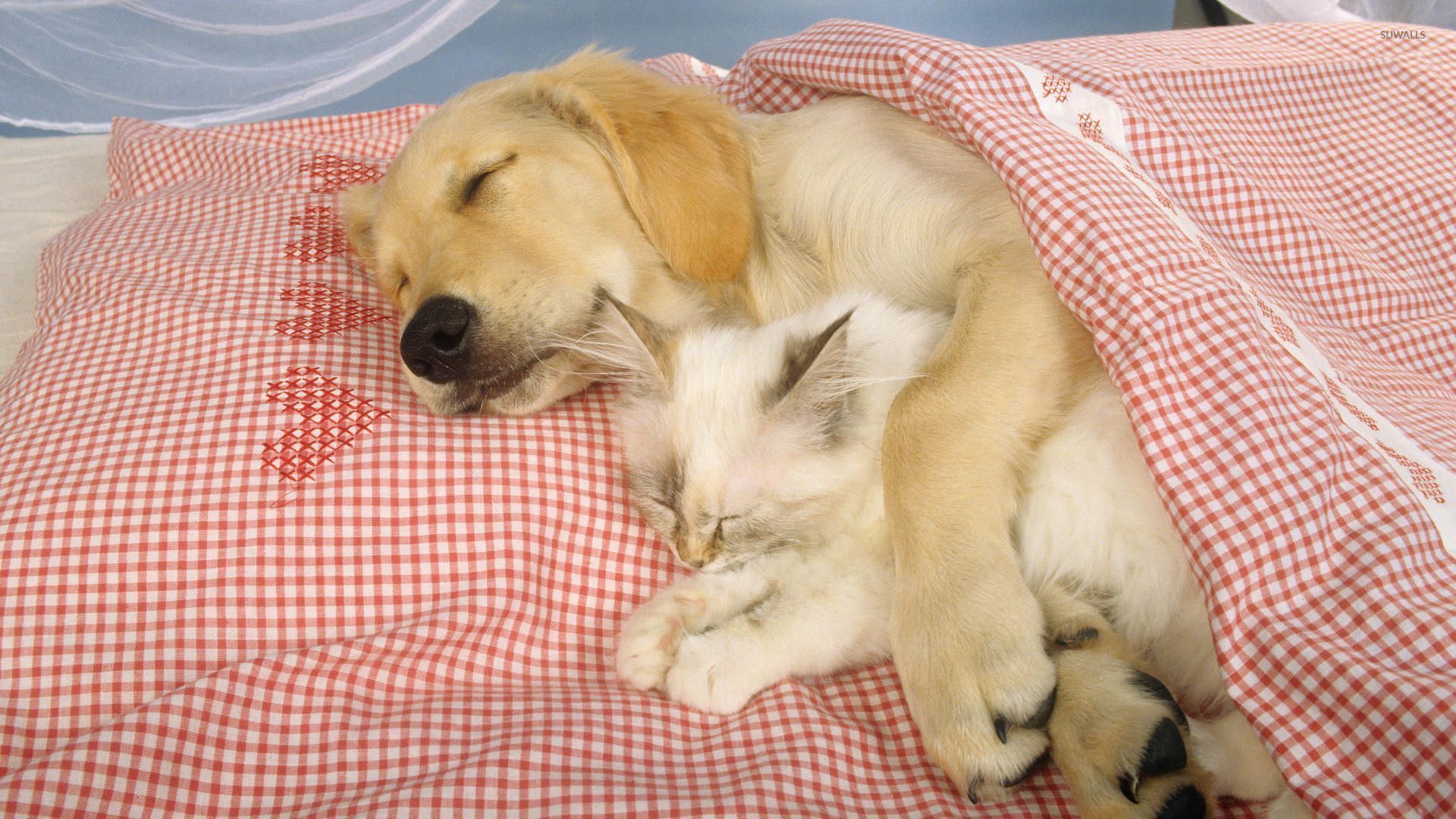 Sleeping Dog Holding A Cute Kitten Wallpaper , HD Wallpaper & Backgrounds