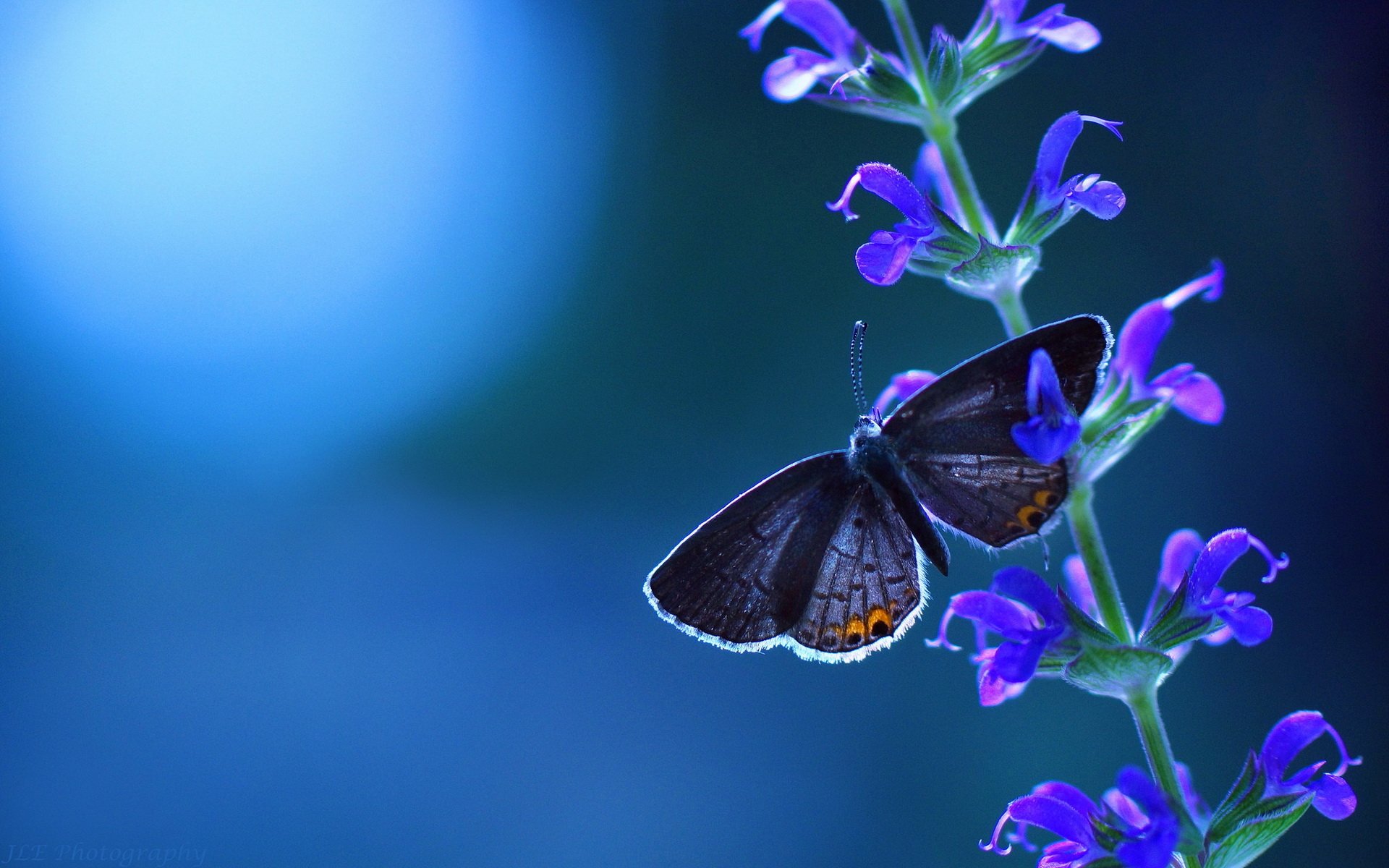 Good Morning Images With Beautiful Butterfly , HD Wallpaper & Backgrounds