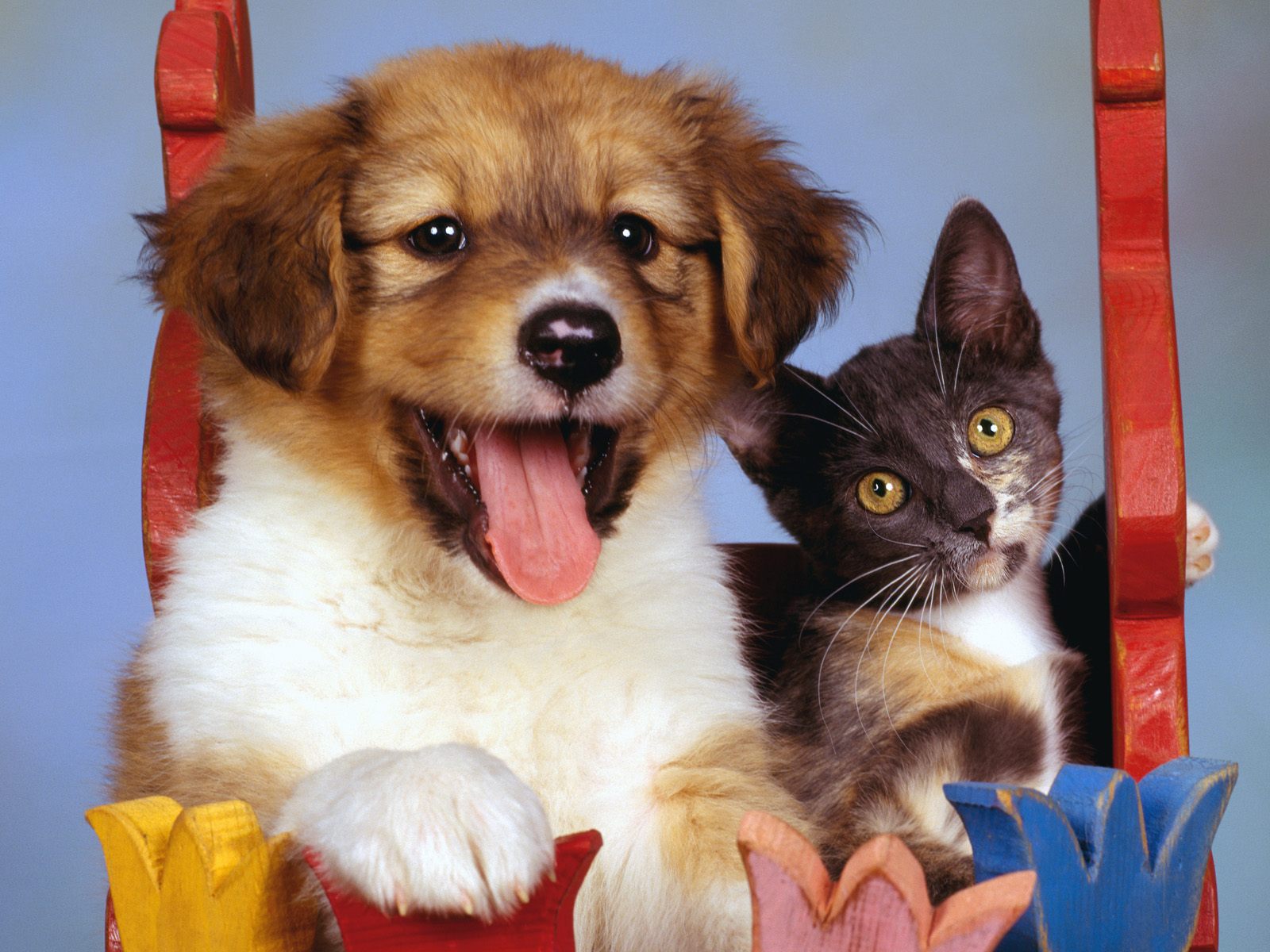 Cute Puppies And Kittens Wallpaper - Cat And Dog 3 , HD Wallpaper & Backgrounds